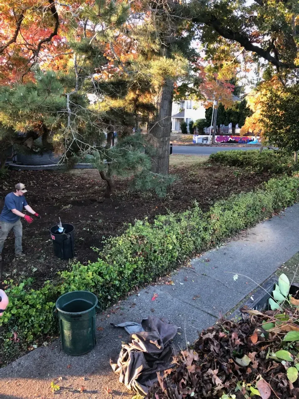 Crew renovating groundcover bed under pine with bins and tarps