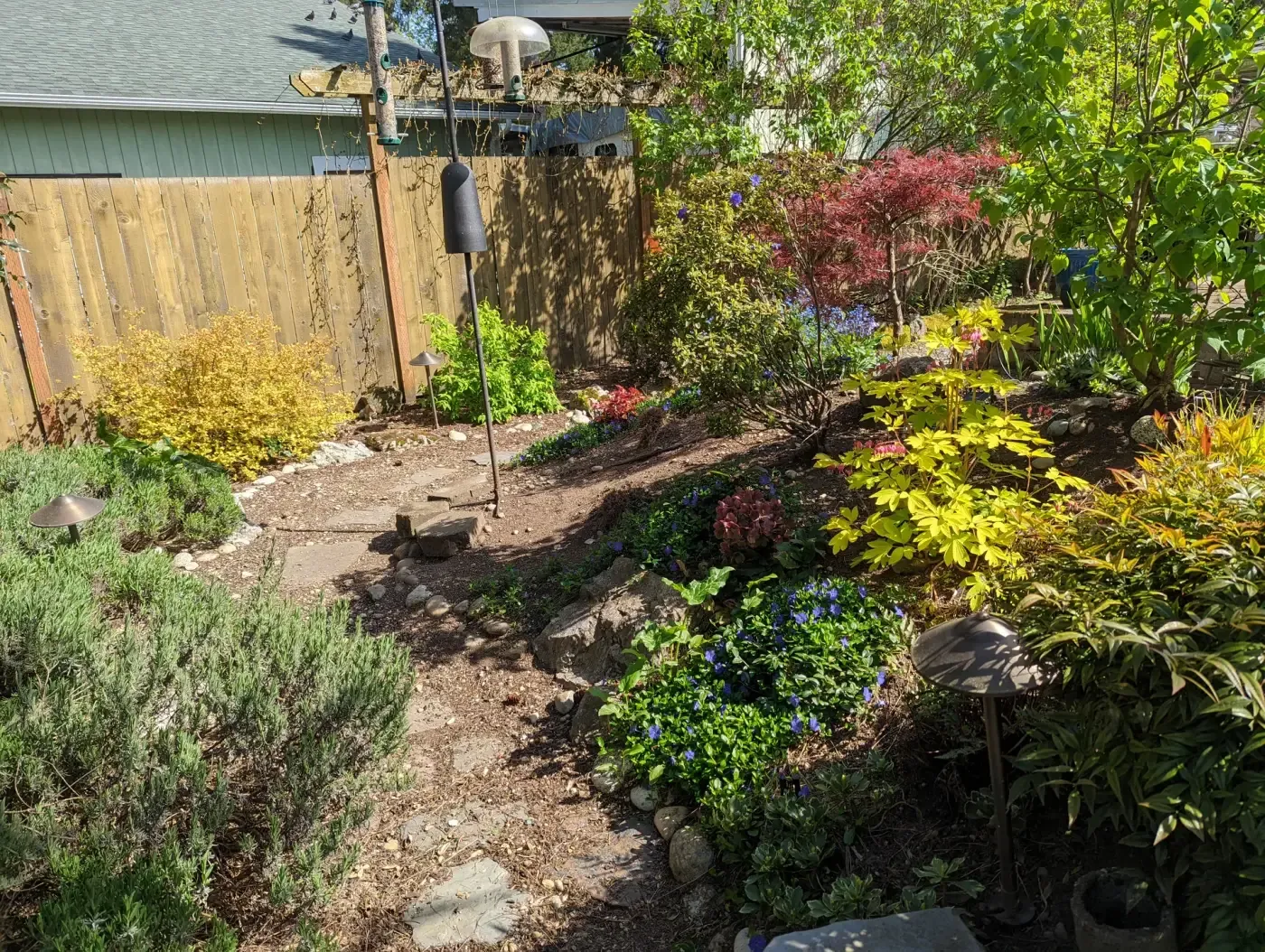 Layered garden of spirea, maple and campanula along wood fence