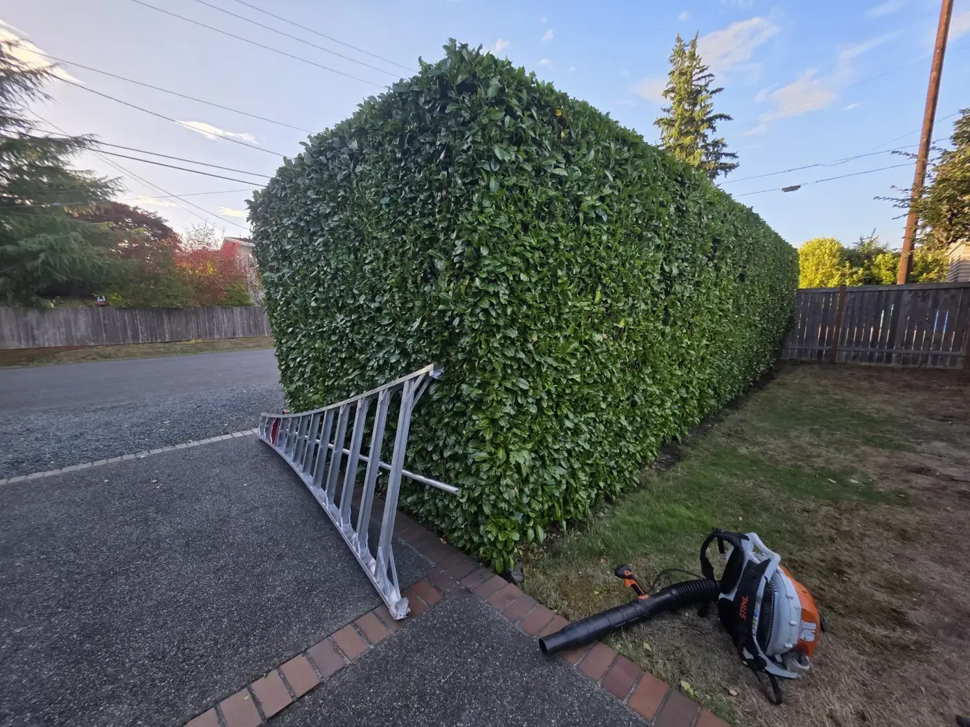 Crisply cut laurel hedge at dusk with ladder and blower