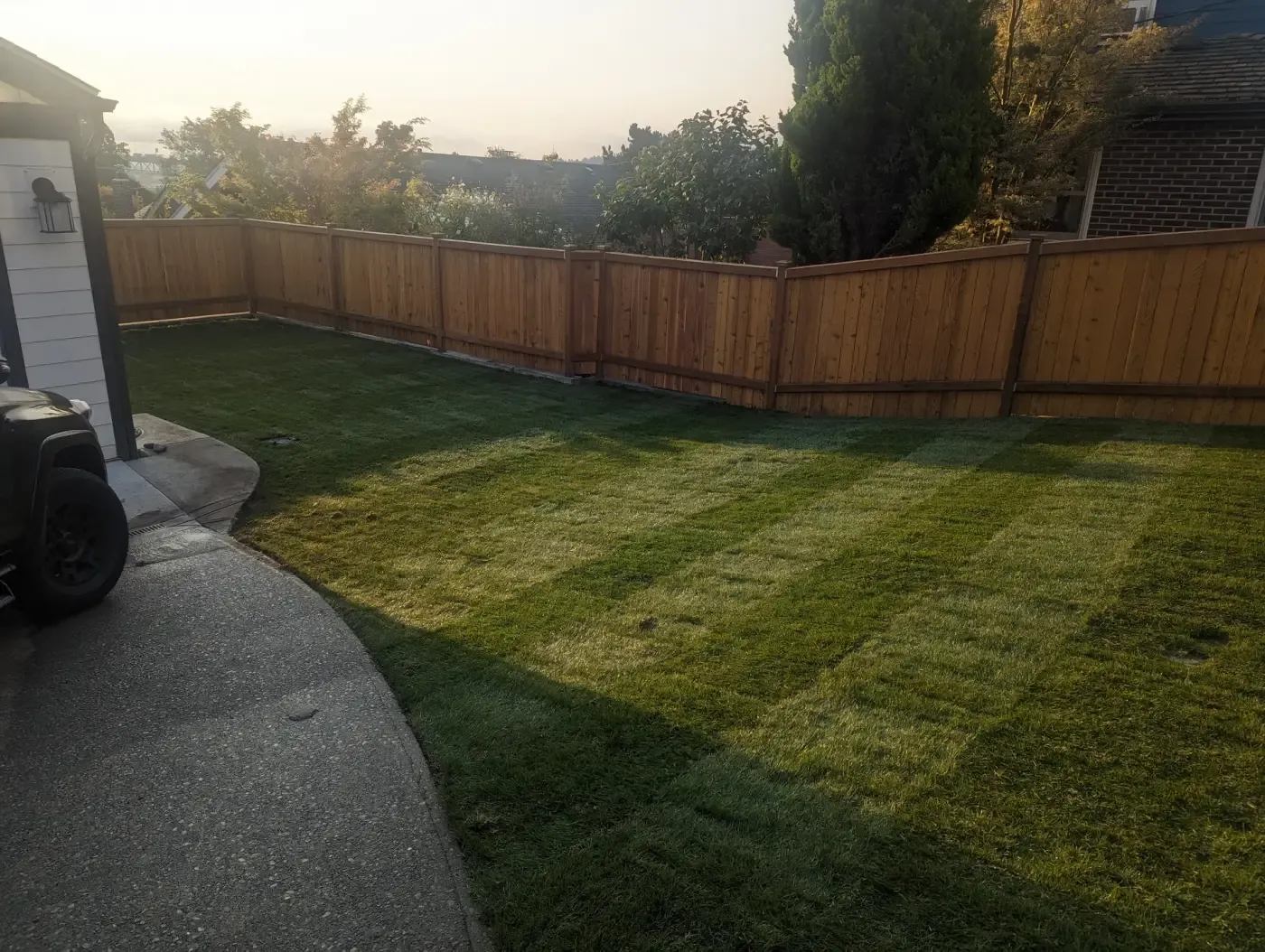 Newly installed backyard sod lawn enclosed by cedar privacy fence