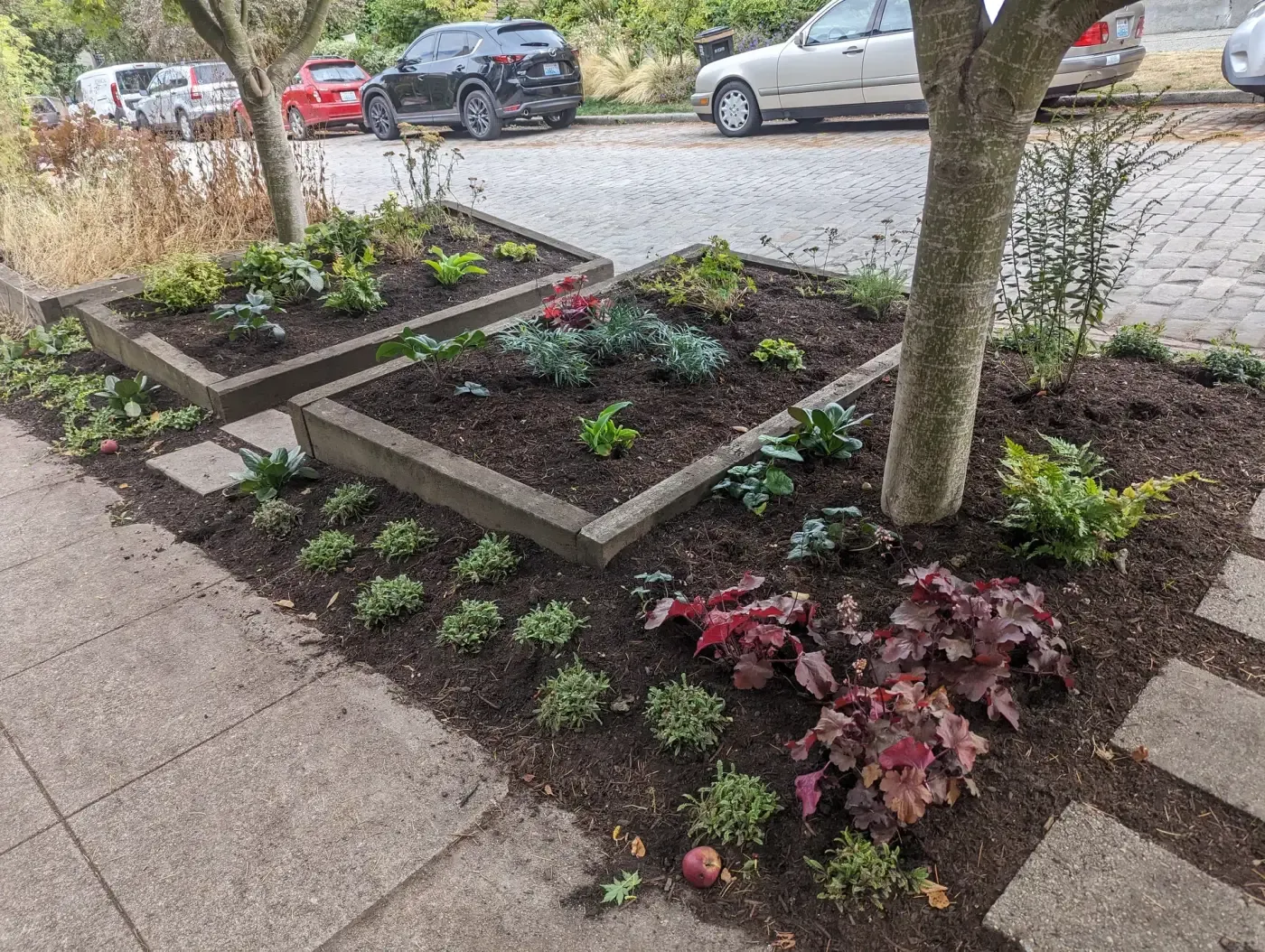 Timber-edged raised beds newly planted with perennials along street