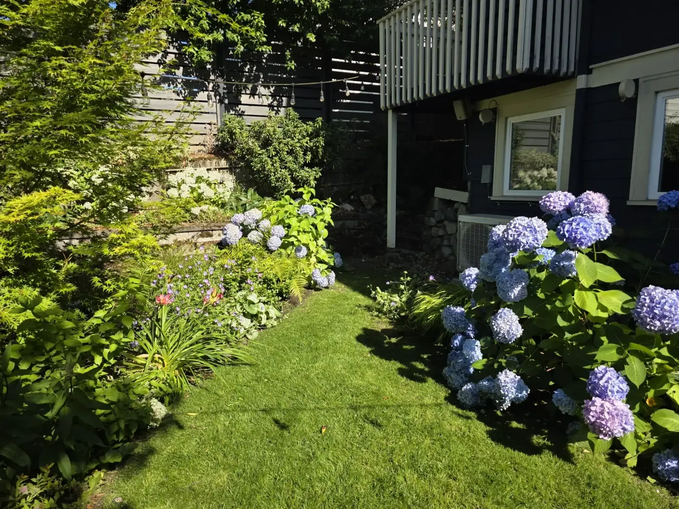 Lawn strip between hydrangea beds and low stone wall