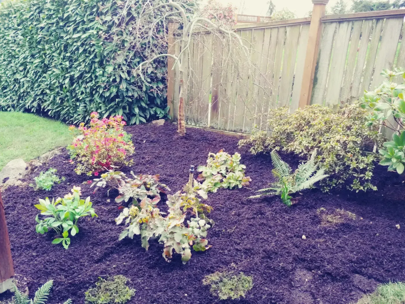 Fresh dark mulch bed, new shrubs, laurel hedge, cedar fence