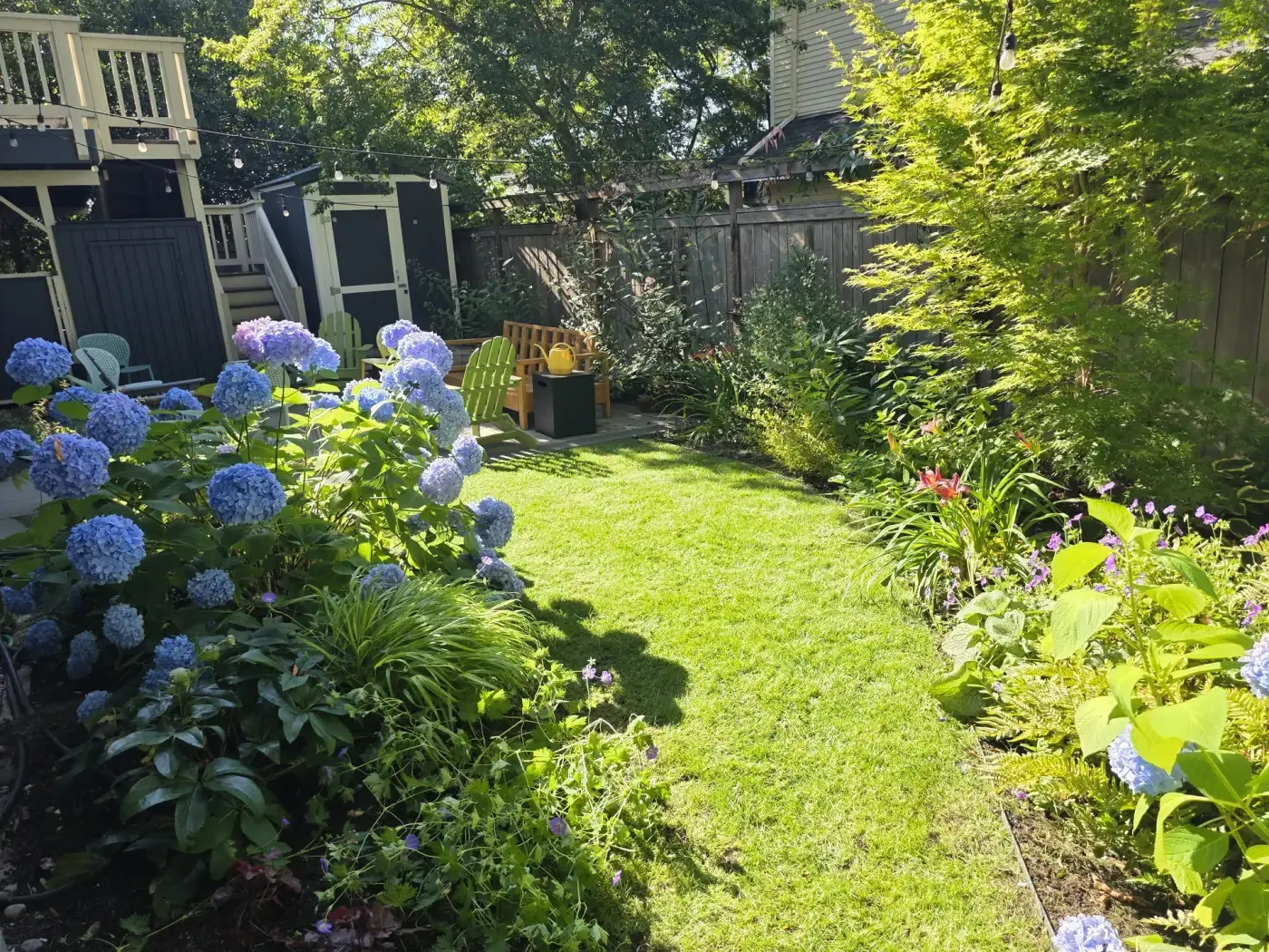 Backyard lawn bordered by hydrangeas, play structure beyond