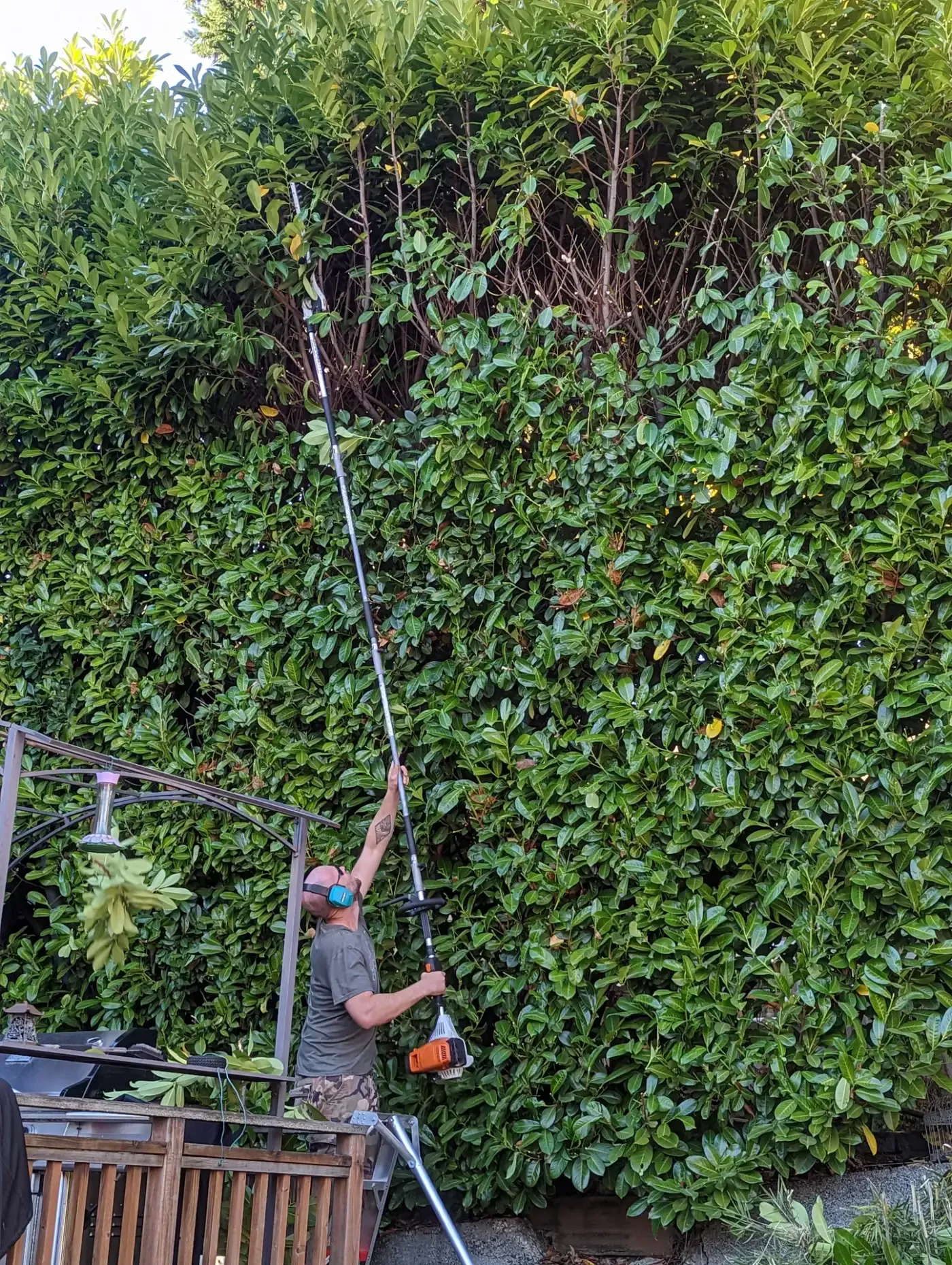 Worker using extended hedge trimmer on very tall laurel screen