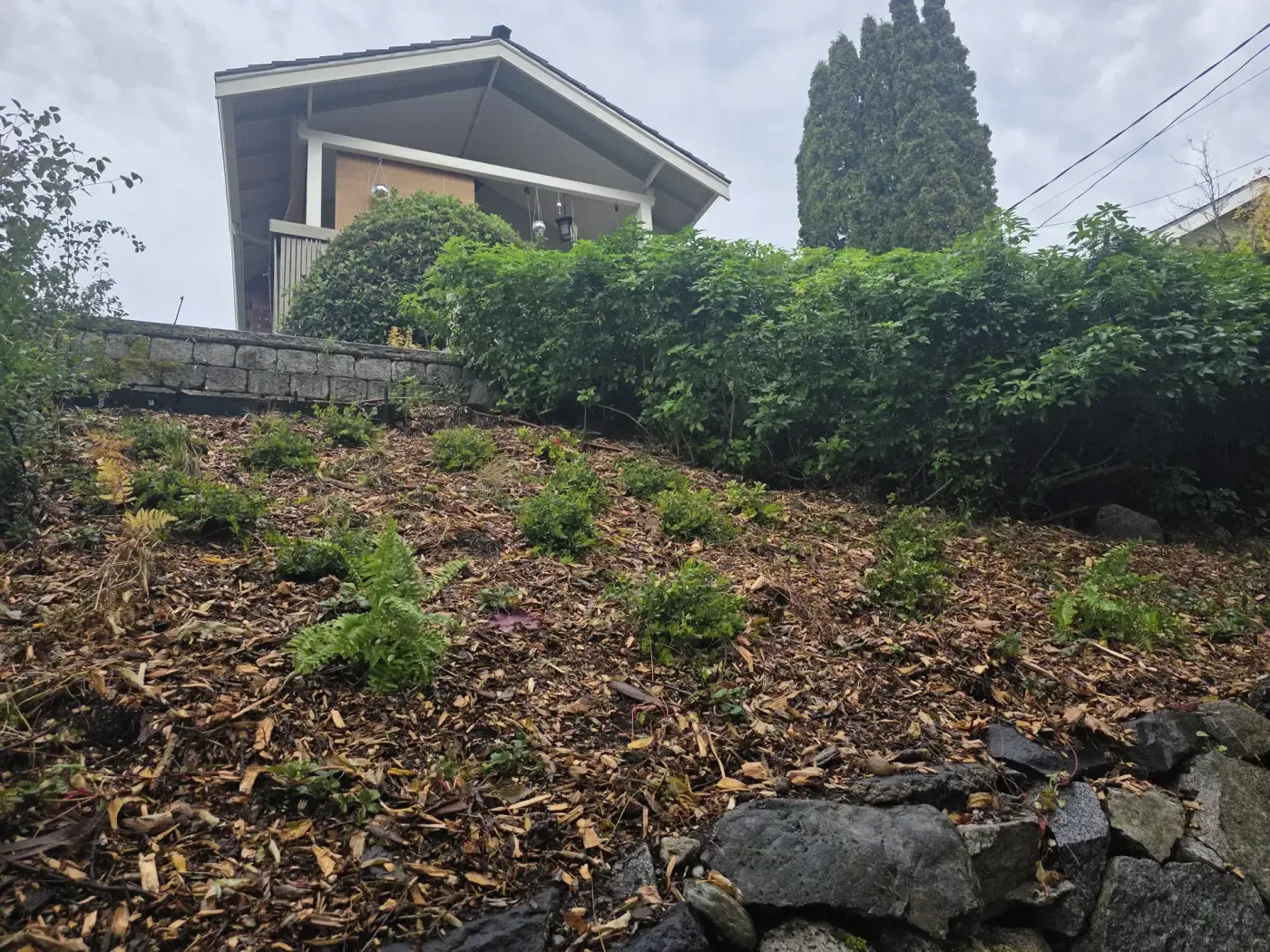 Newly mulched hillside with young plants above rock edge