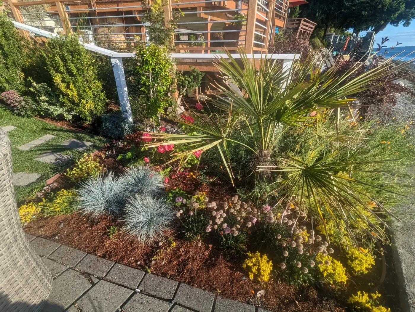 Windmill palm, blue fescue and sedum in red-mulched curved bed