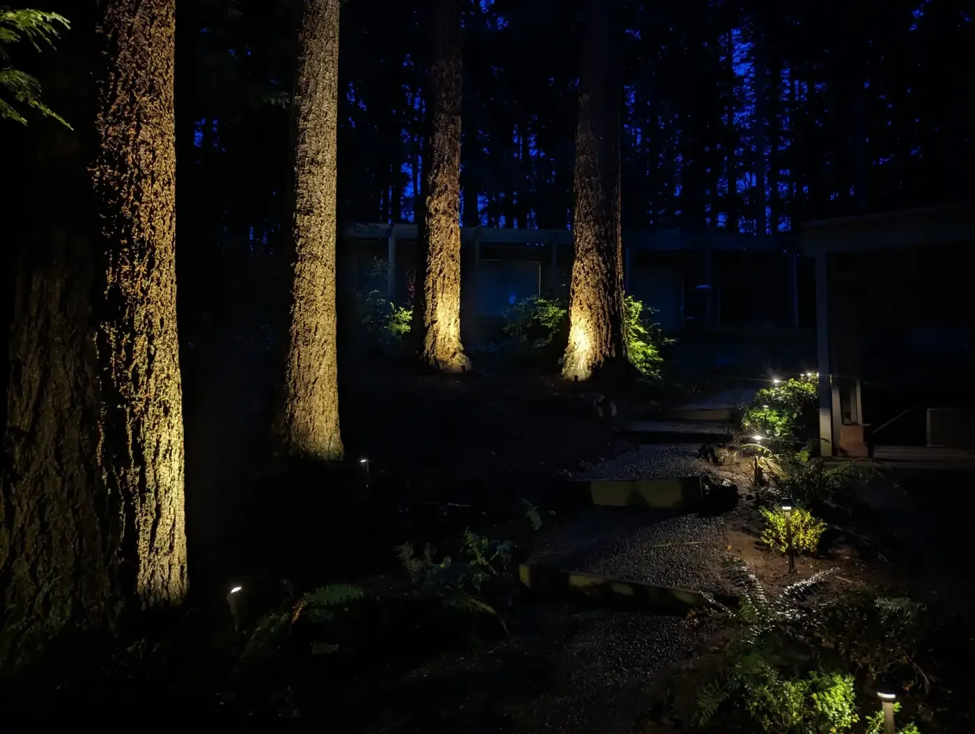 Tall conifer trunks uplit at night beside lit entry path