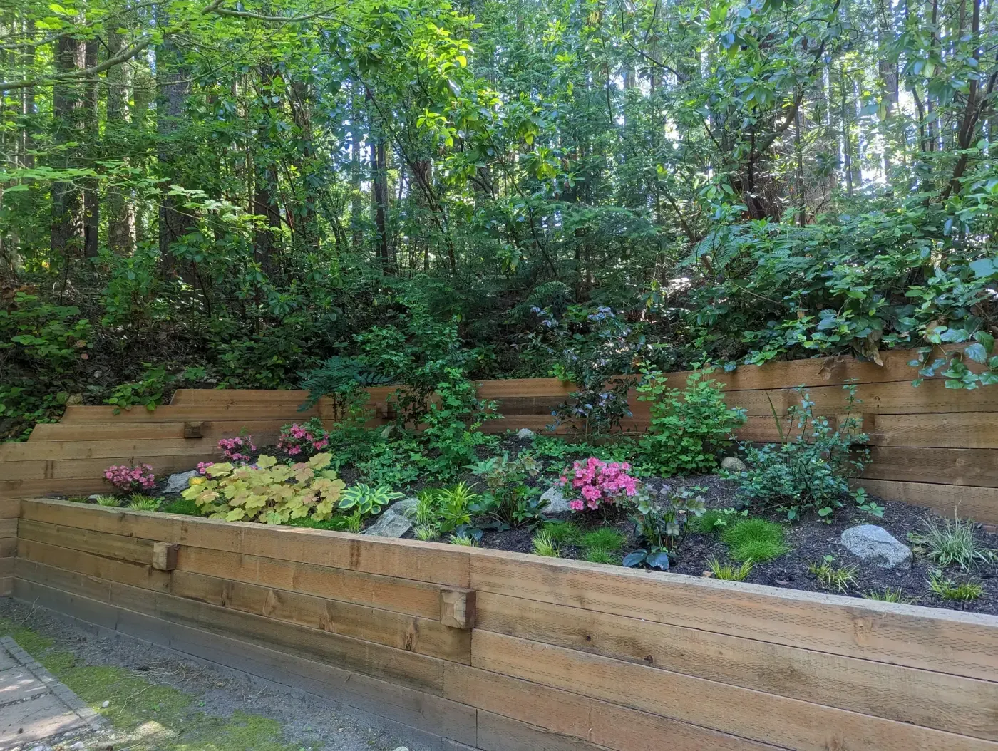 Cedar timber walls forming raised bed of hosta and azalea