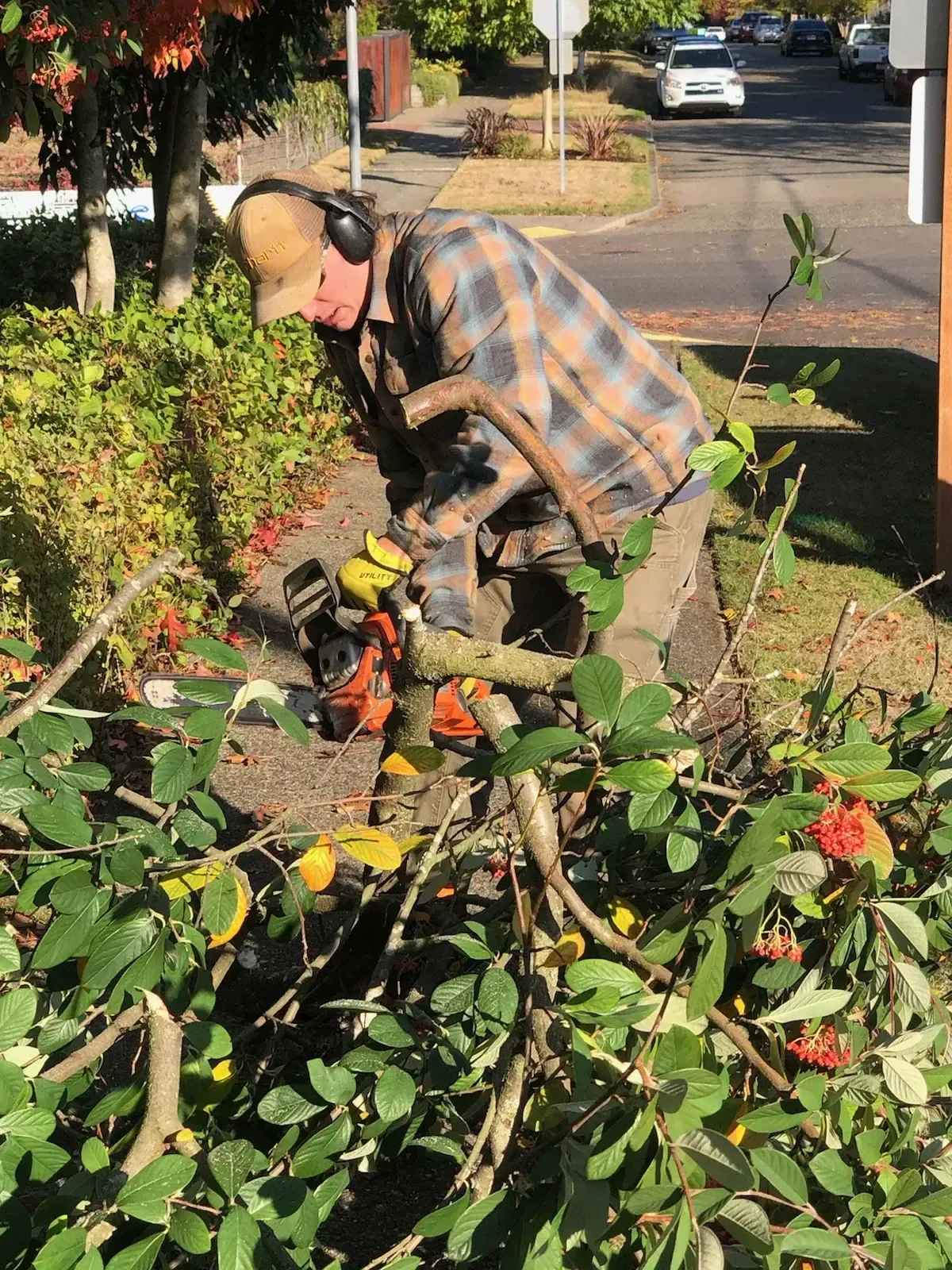 Worker in ear protection chainsawing an overgrown shrub to the ground