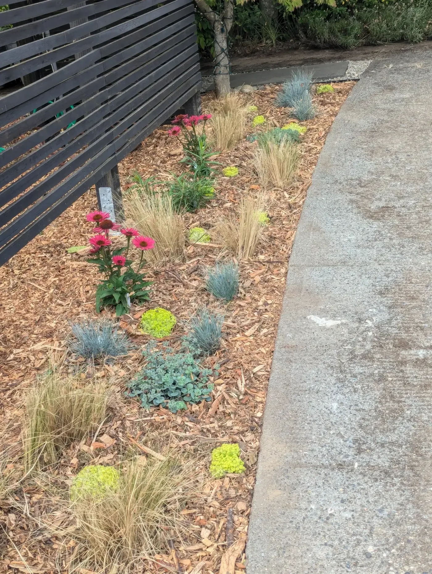 Curved bark border of fescue, sedum and pink blooms