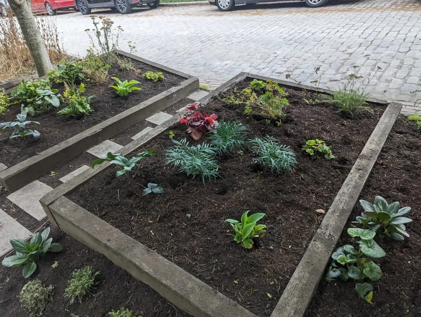 Squared timber bed of dark soil with blue fescue and heuchera