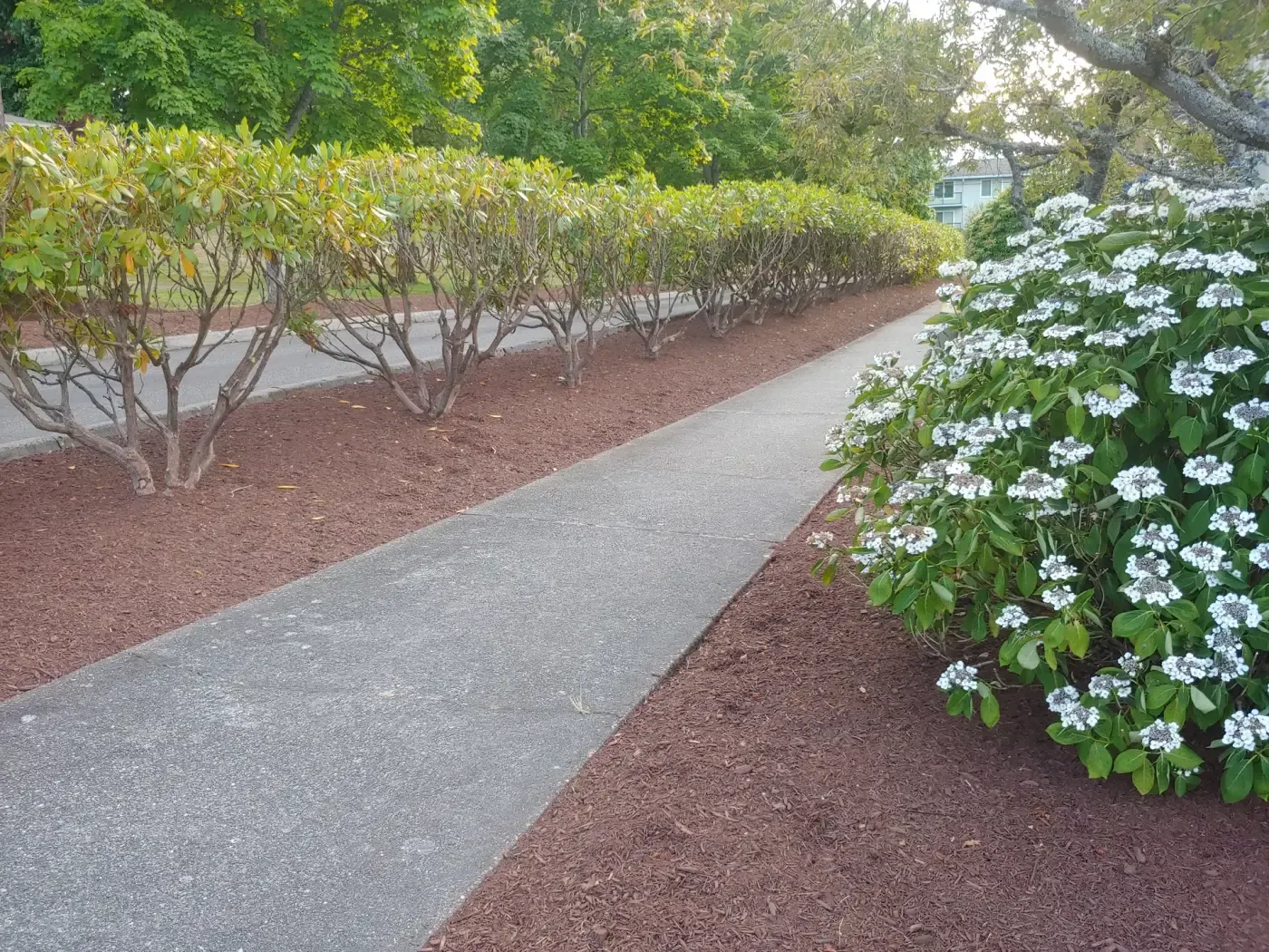 Row of pruned rhododendrons in red bark beside concrete path
