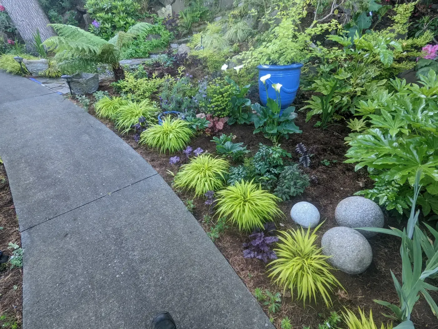 Fresh mulched bed of grasses and foliage plants along walk