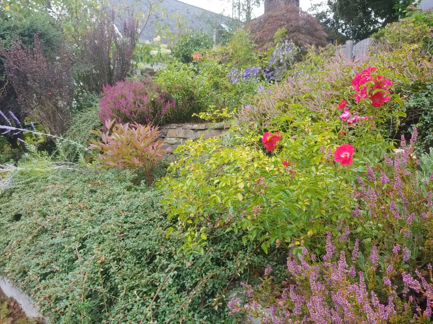 Dense mixed perennial slope, heather, camellia, low stone wall