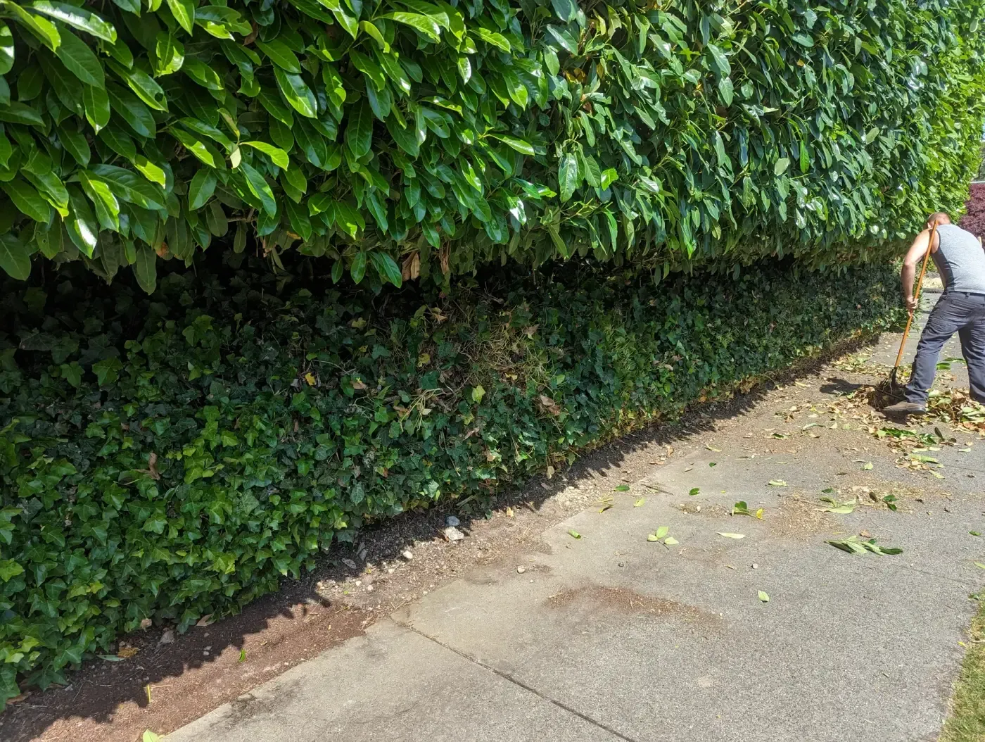 Worker rakes clippings beside freshly sheared laurel hedge on sidewalk