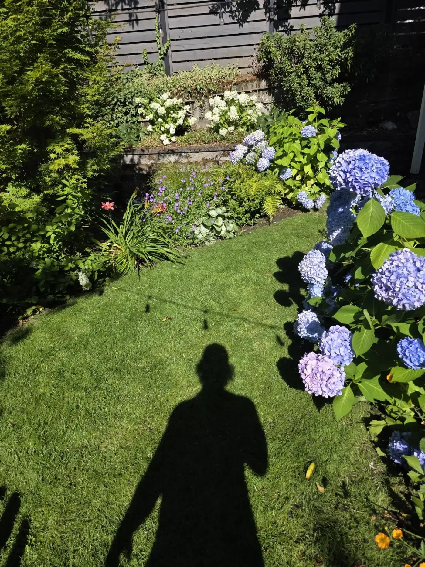 Green lawn with hydrangeas; photographer shadow across turf