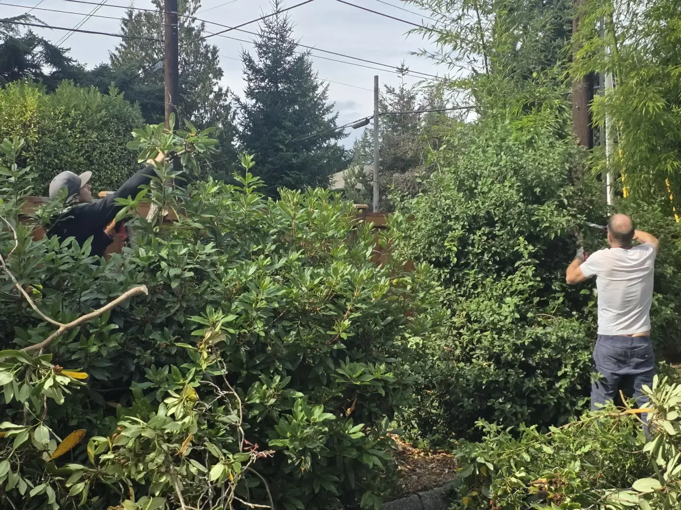 Pair of workers cutting back tall evergreen screening shrubs