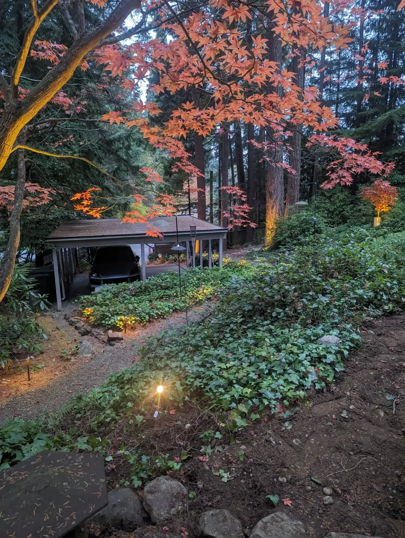 Dusk lighting on wooded slope with ivy and maples