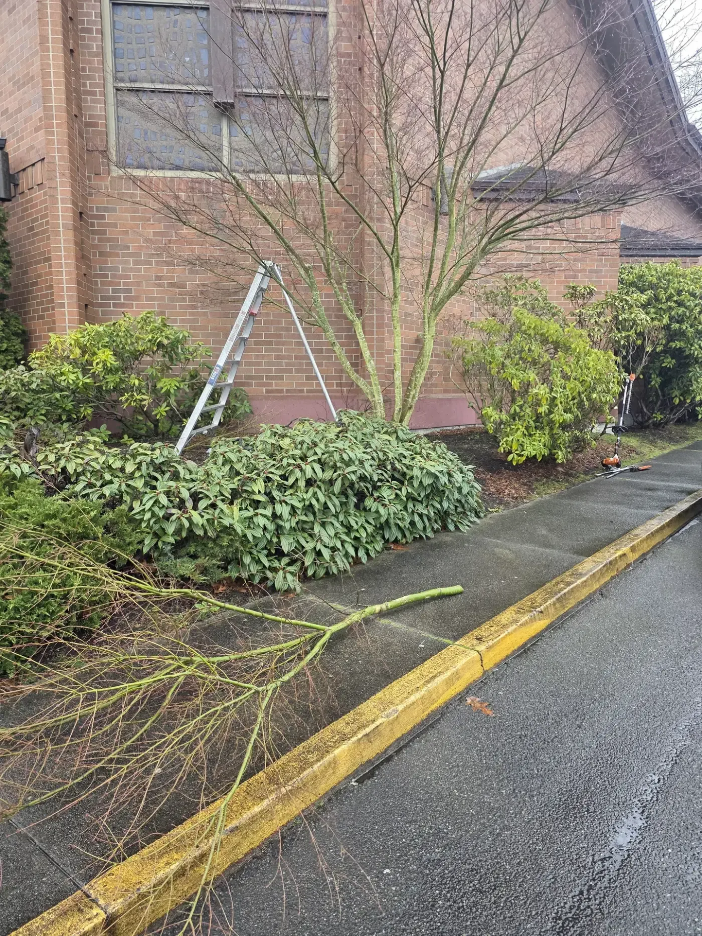 Ladder and cut branches beside pruned tree and laurel bed