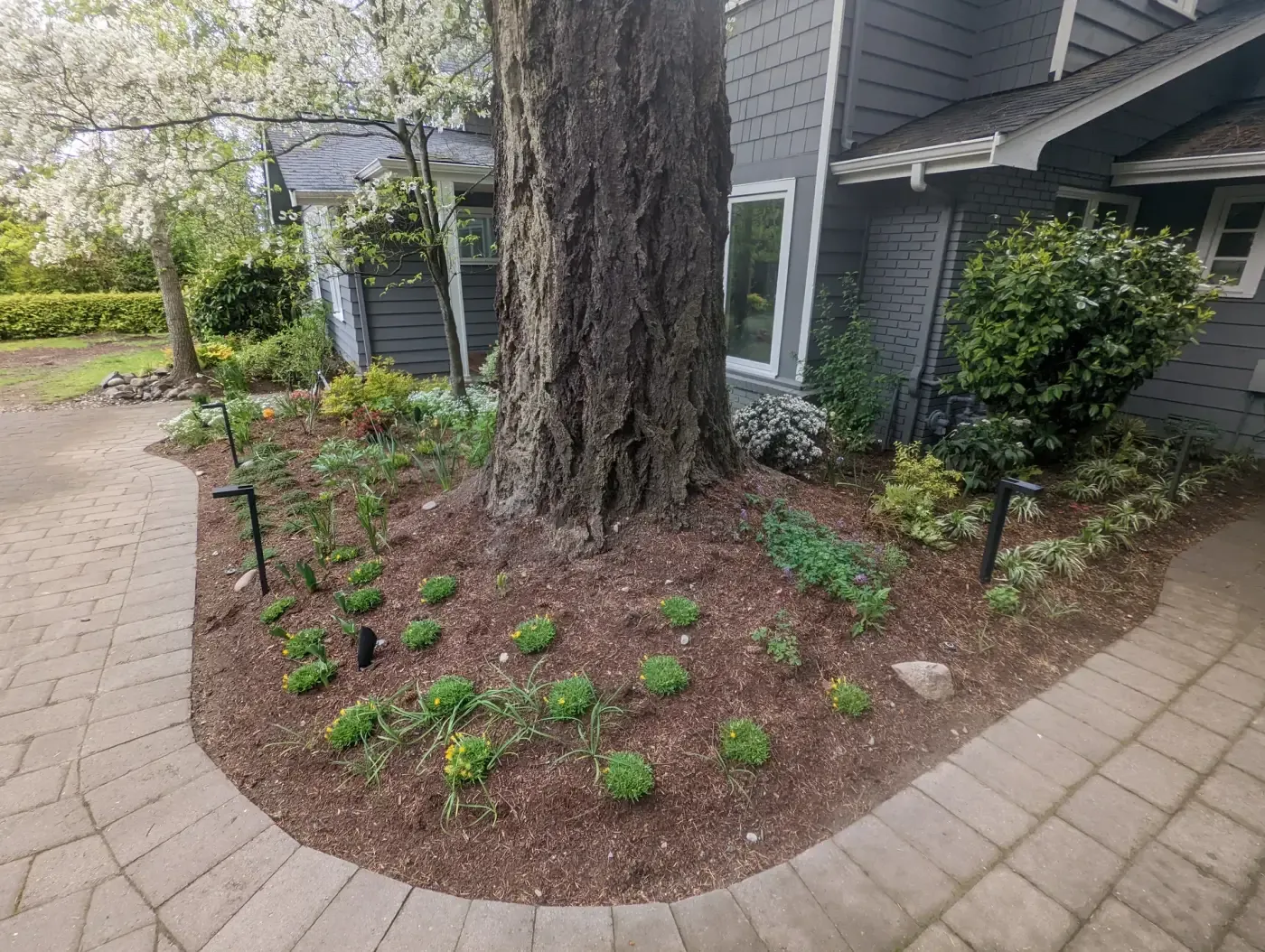 Fresh bark bed with small grasses around fir by paver walk