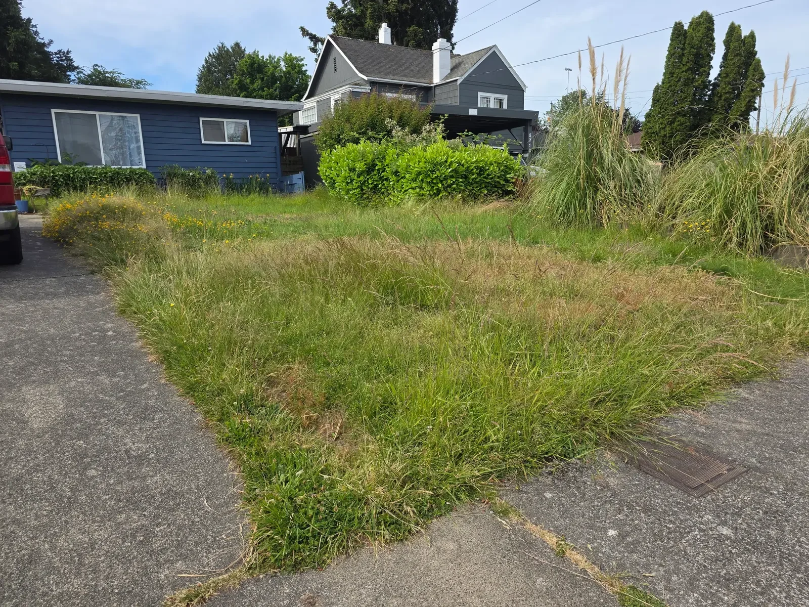Overgrown, patchy front lawn running to the sidewalk, pampas grass at the corner