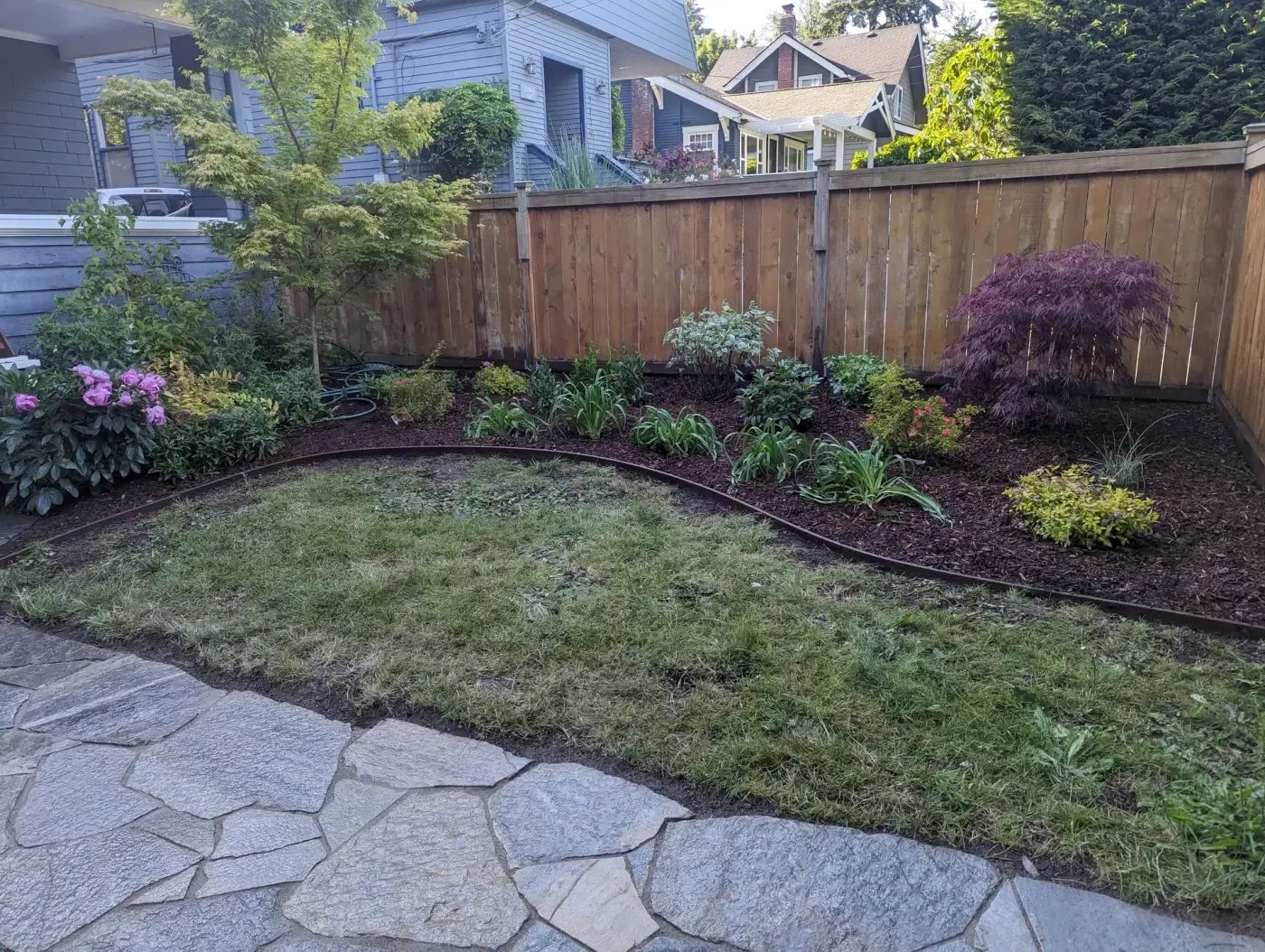 Curved backyard border with maple and shrubs against cedar fence