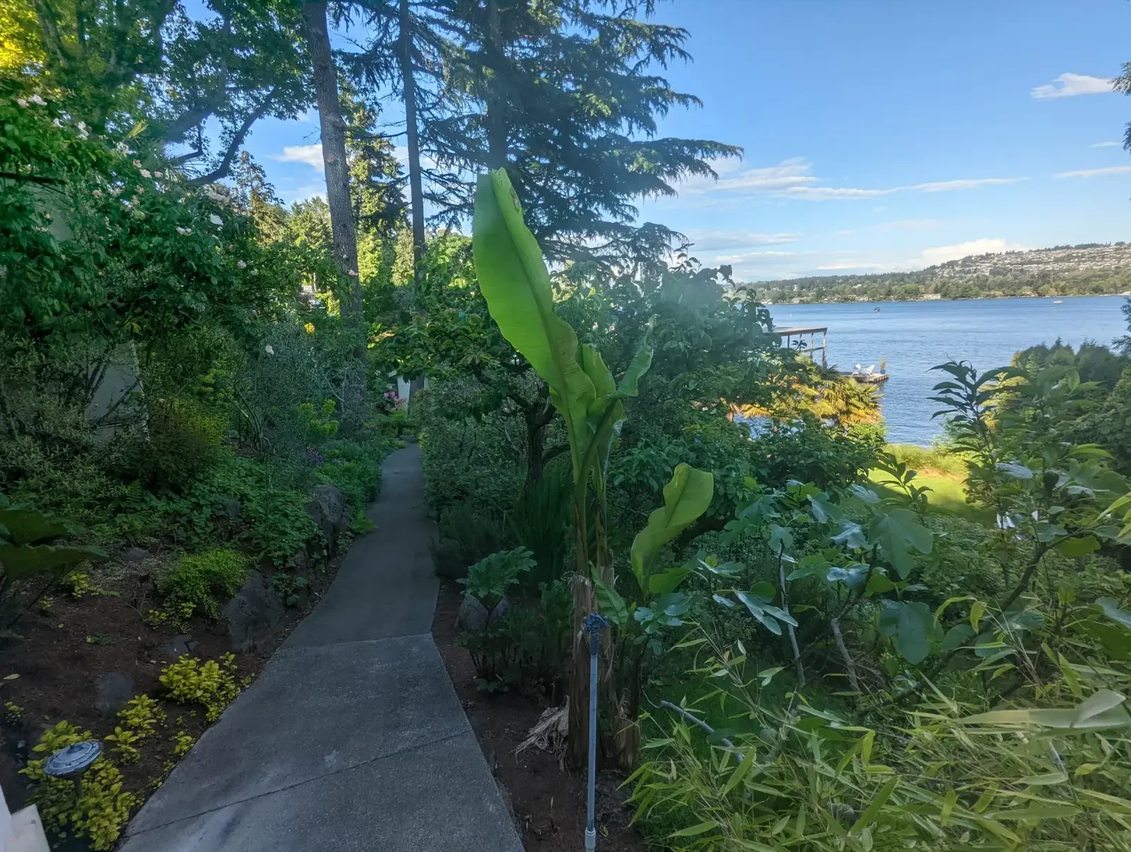 Lush waterside planting flanking a narrow concrete walk with water beyond