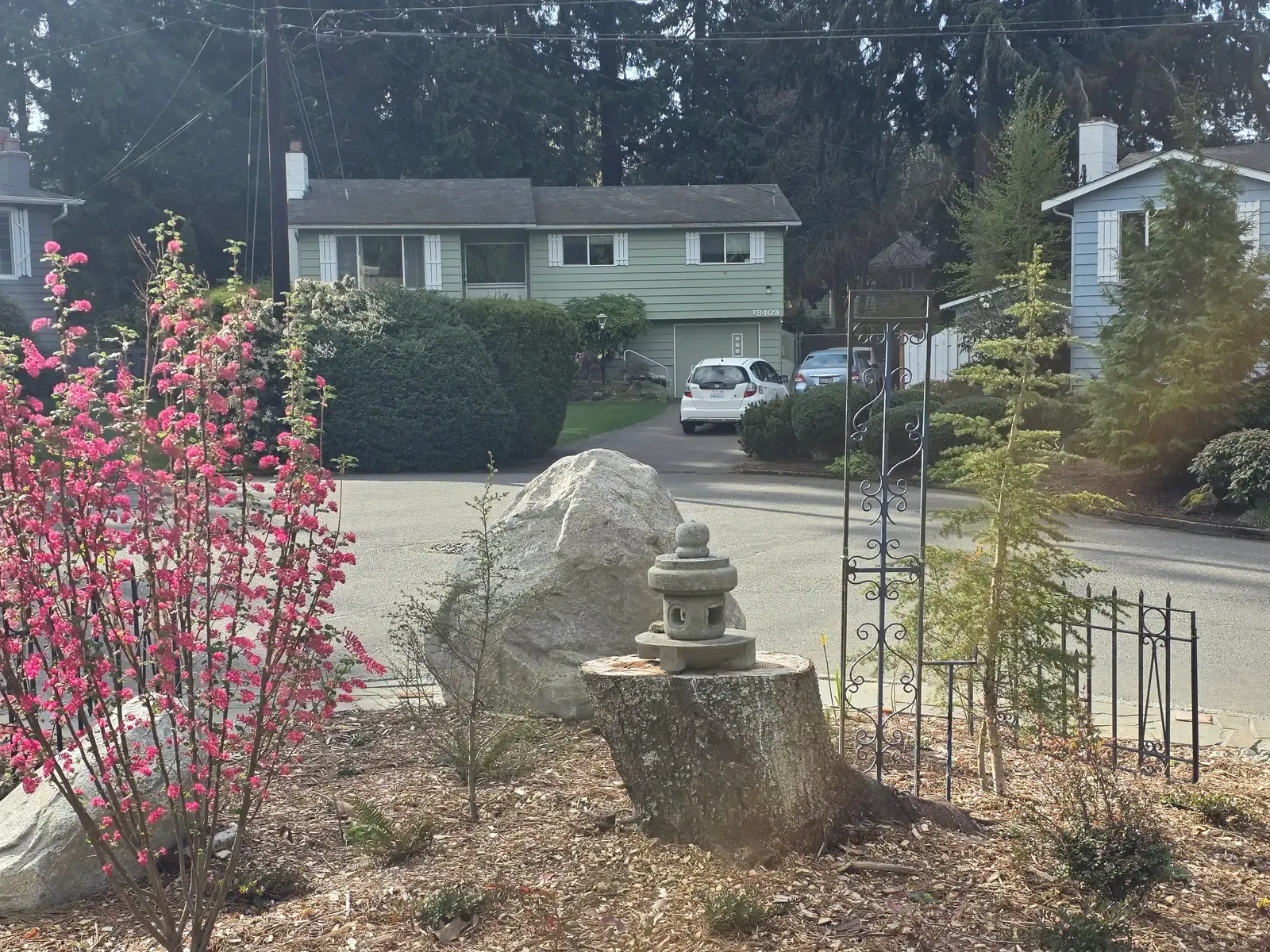 Flowering currant in bloom beside a stone lantern set on the old pine stump