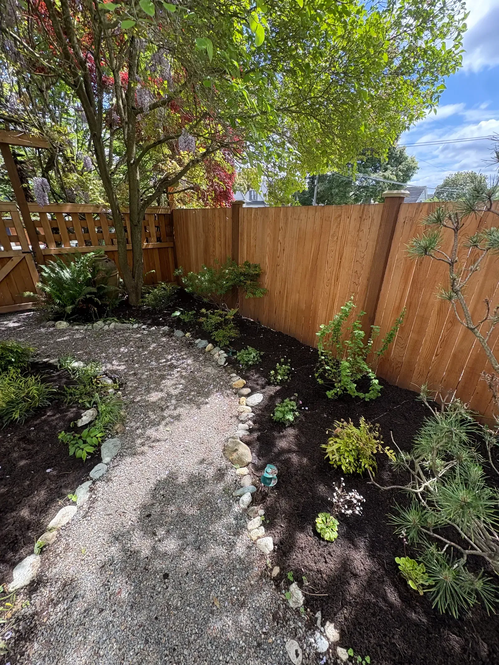 Gravel path curving along a new cedar fence with fresh planting either side