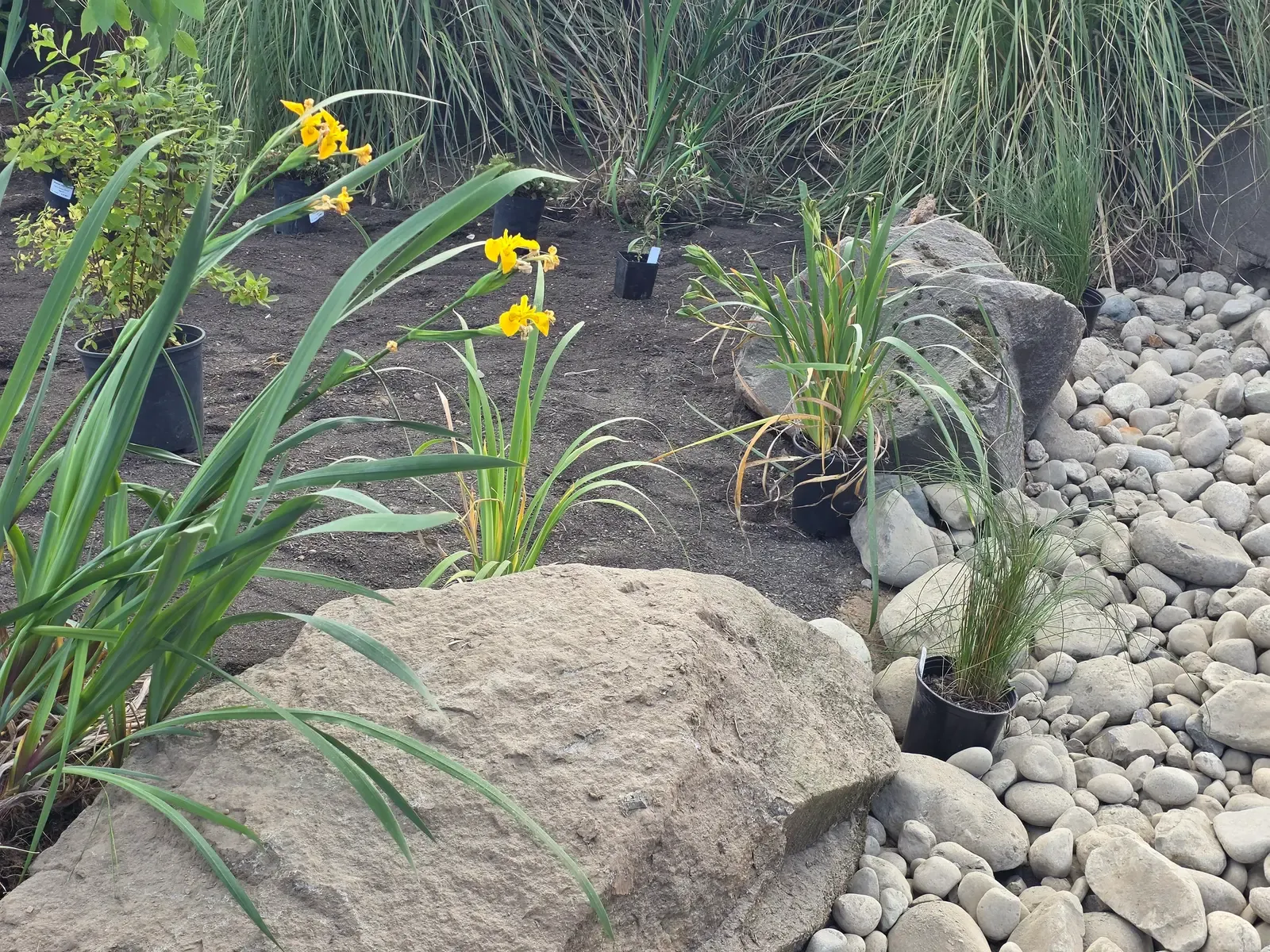 Close view of iris and grasses set among river rock against a large boulder