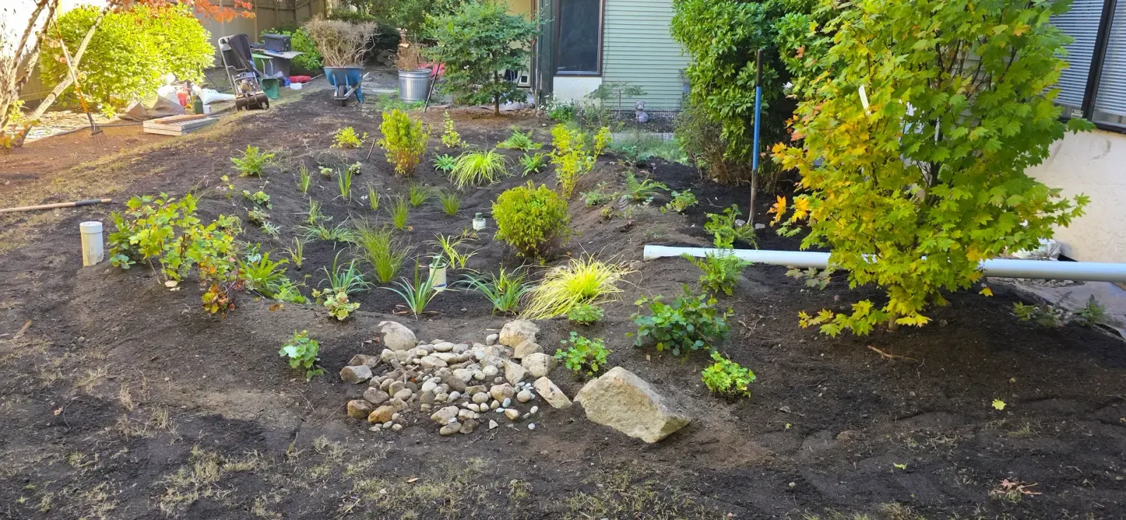 Freshly planted rain garden basin with a downspout line feeding a cobble splash pad