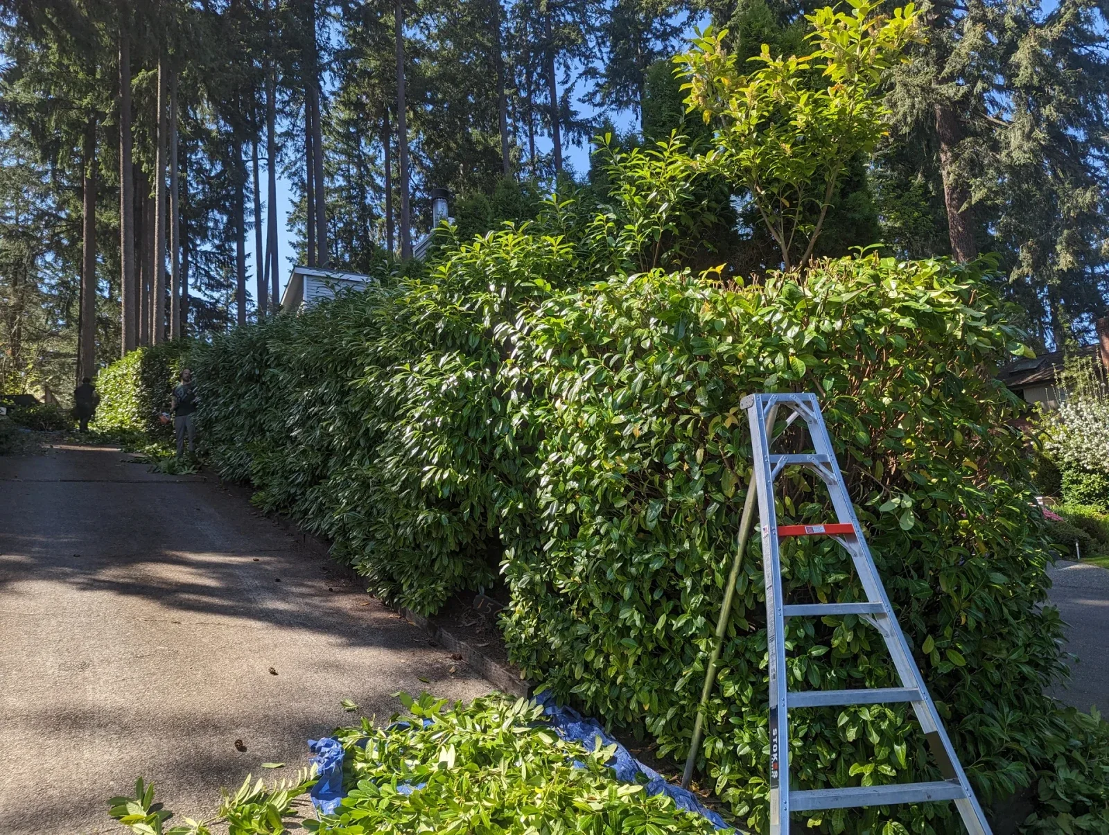 Tall laurel hedge part-way through a trim, ladder up and clippings on a tarp