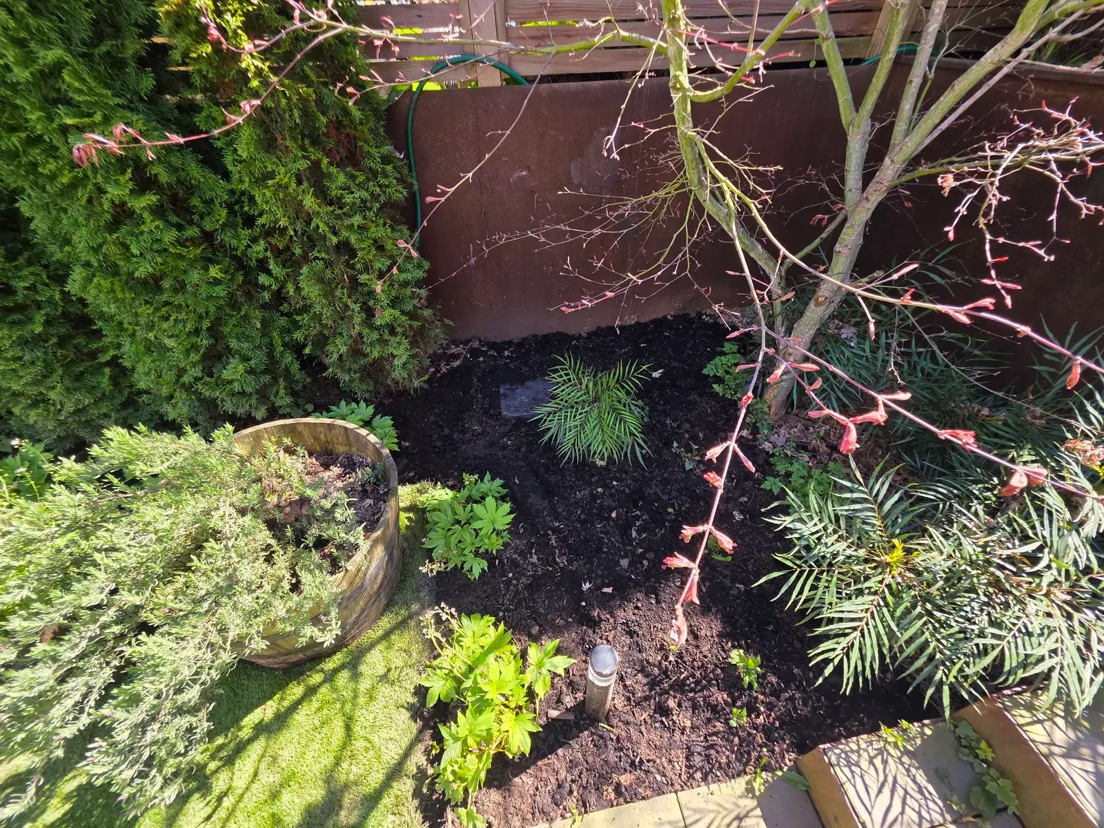 Dry, mulched corner bed under a Japanese maple with conifers and grasses along a wood fence