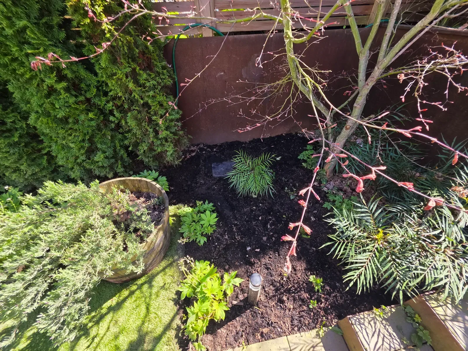 The same corner dry, with fresh dark mulch under a Japanese maple and ornamental grasses