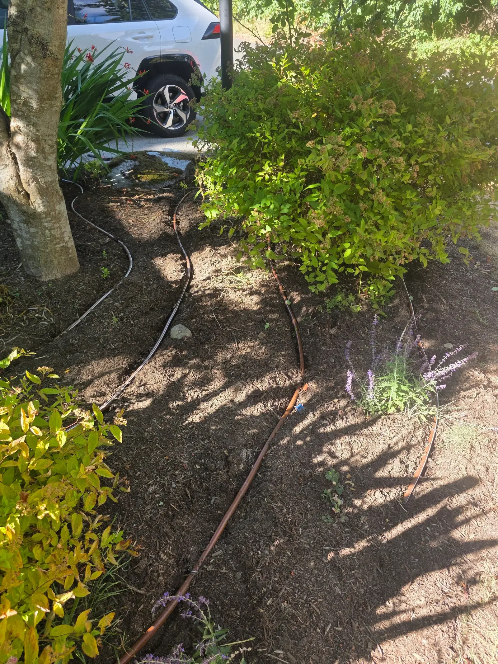Drip line run along the base of a mixed bed with an emitter at each plant, before mulch goes back