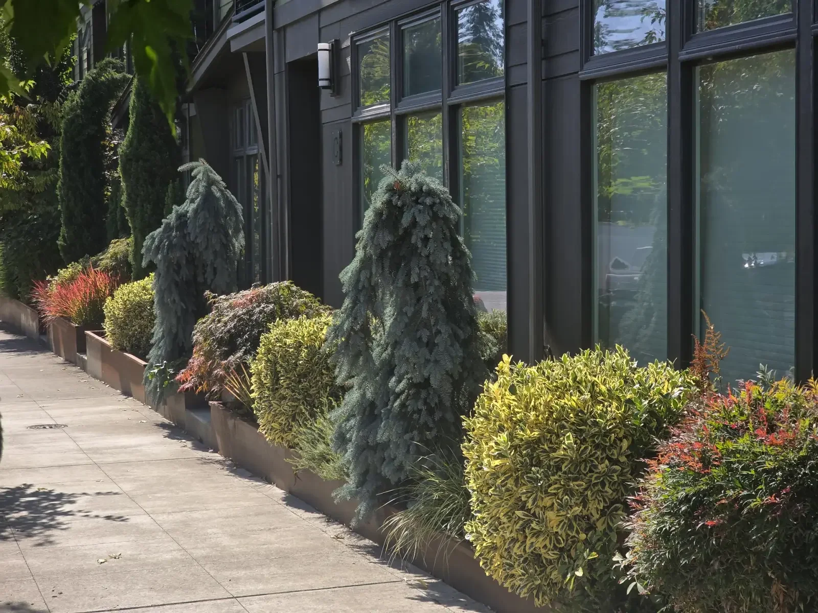 Steel raised planters with weeping spruce and clipped shrubs running along a building frontage