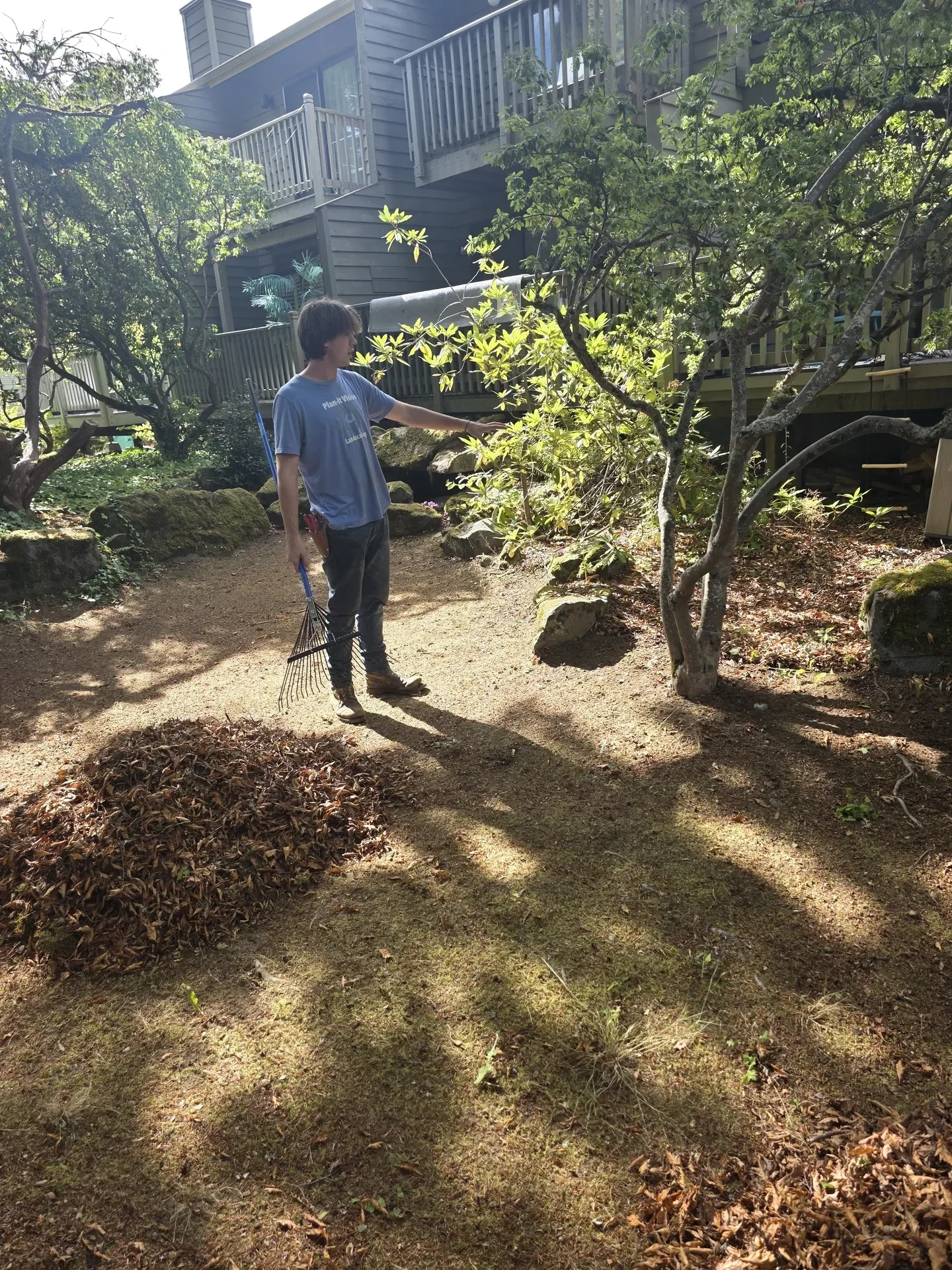 Crew member raking fallen needles from a bed below a deck and a rockery
