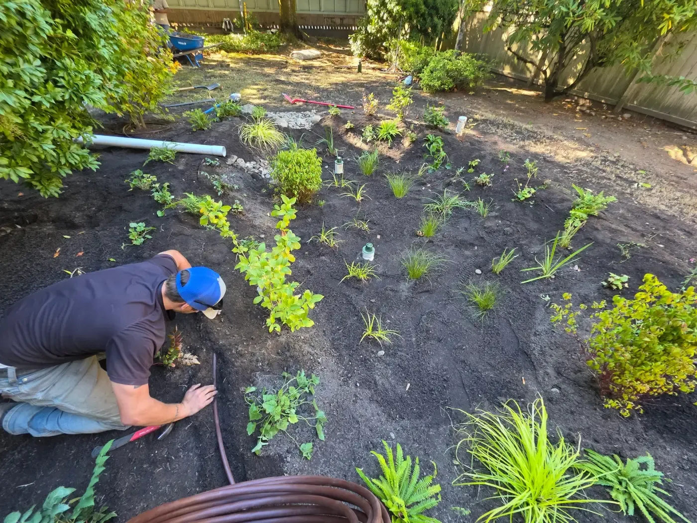 Installer setting plants into a newly graded rain garden basin with drip line coiled nearby