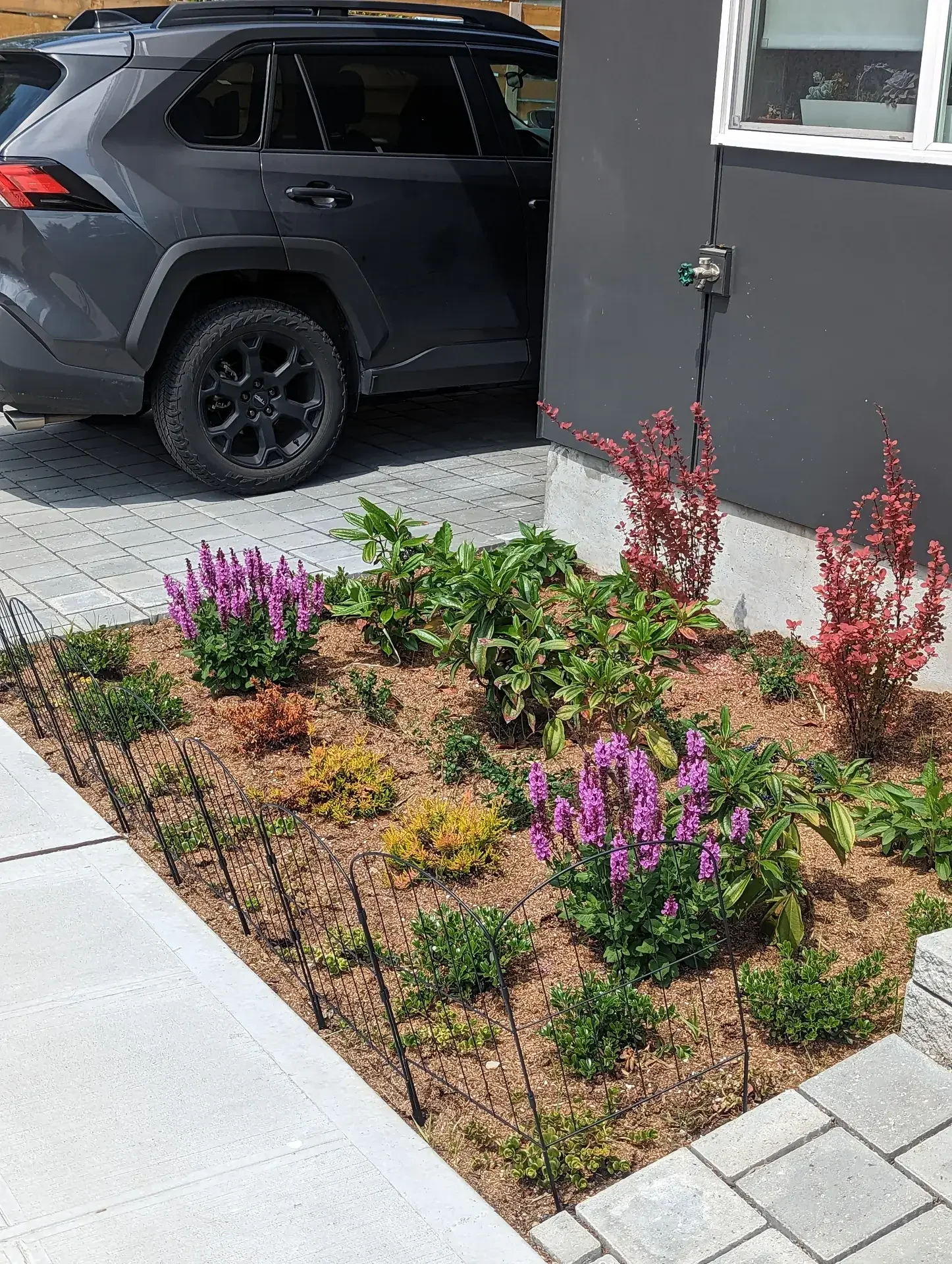 Front bed of purple salvia and red barberry behind wire edging