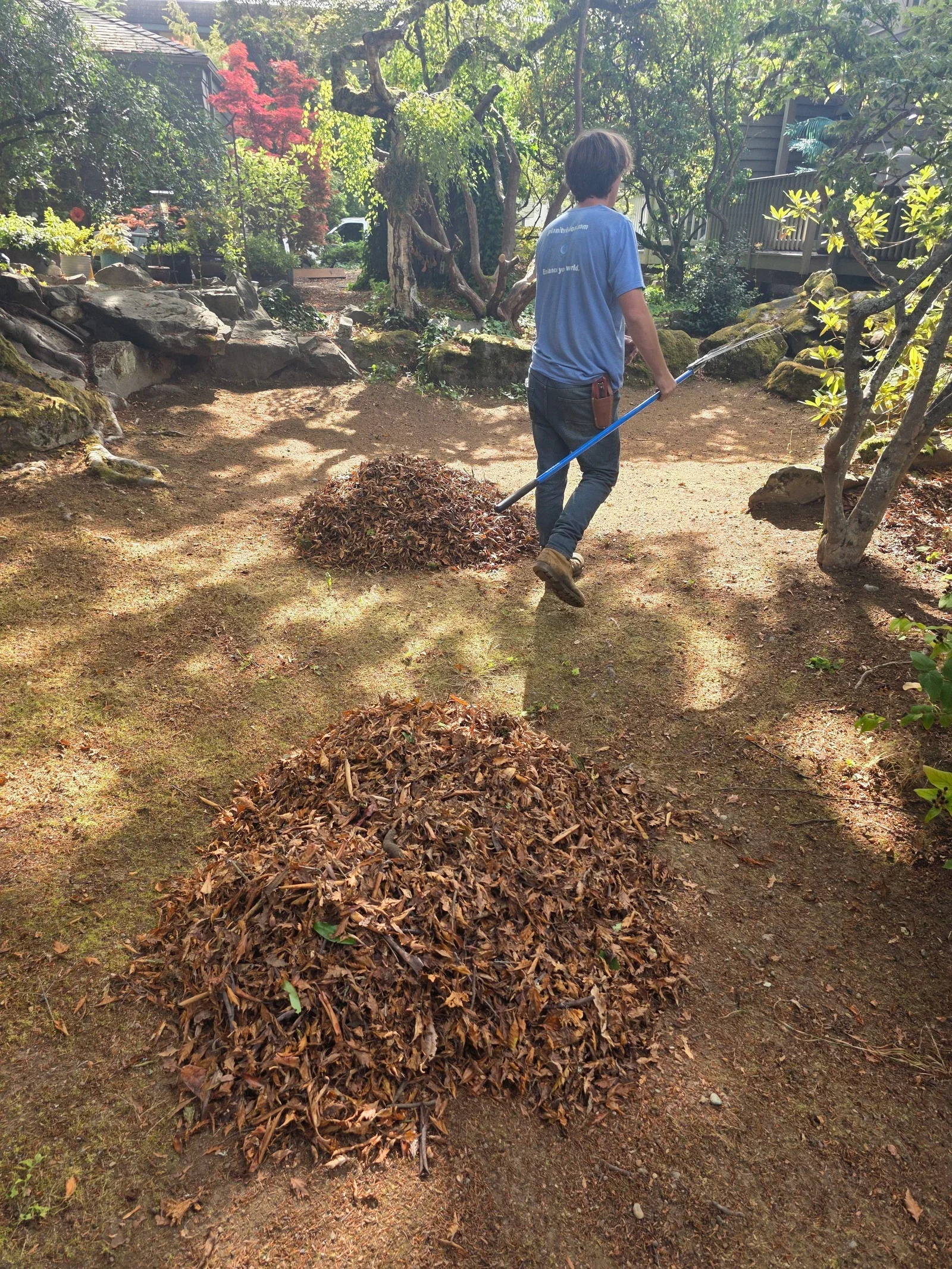 Worker raking leaf and needle debris into piles across a shaded garden