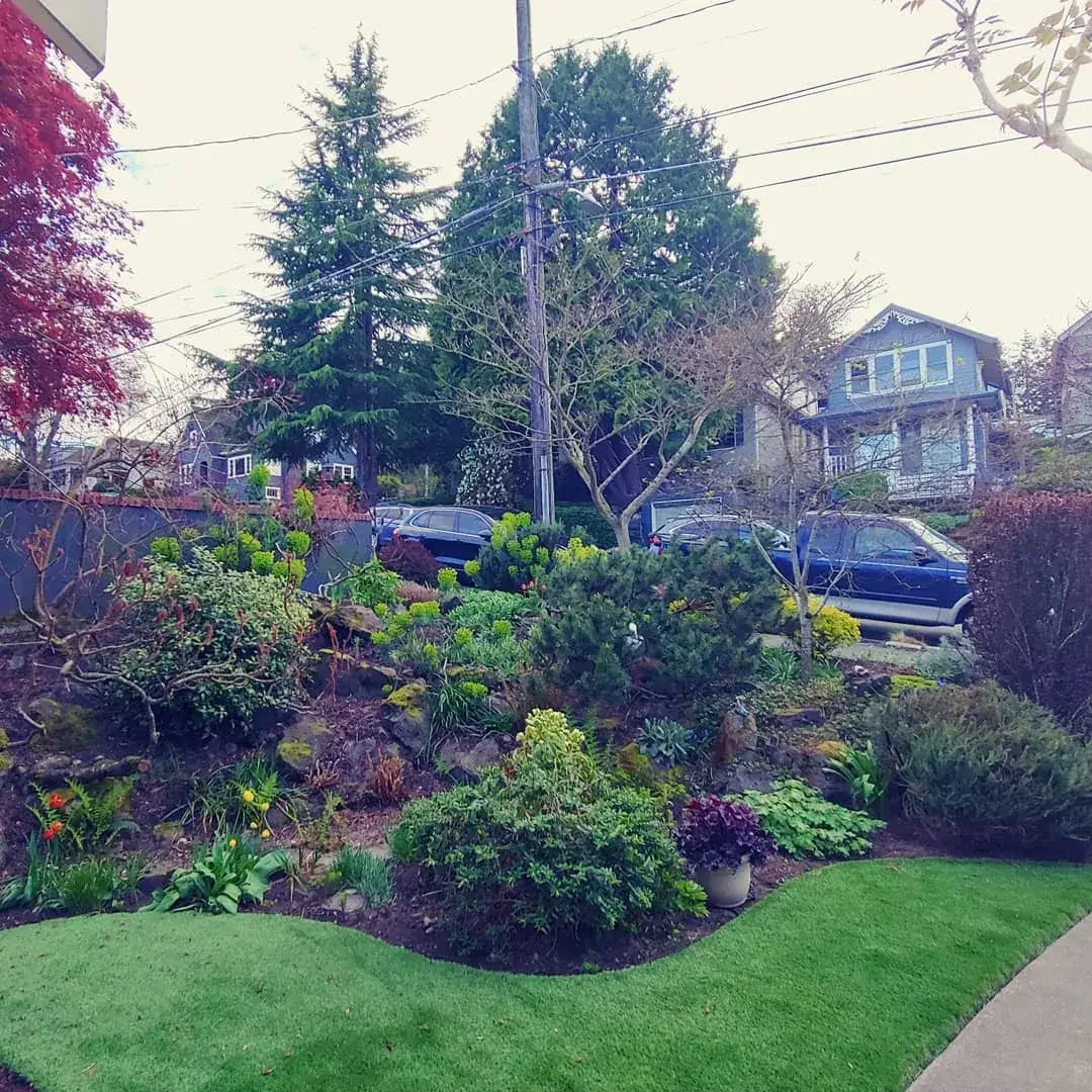 Hillside garden of conifers and shrubs above a curving green lawn