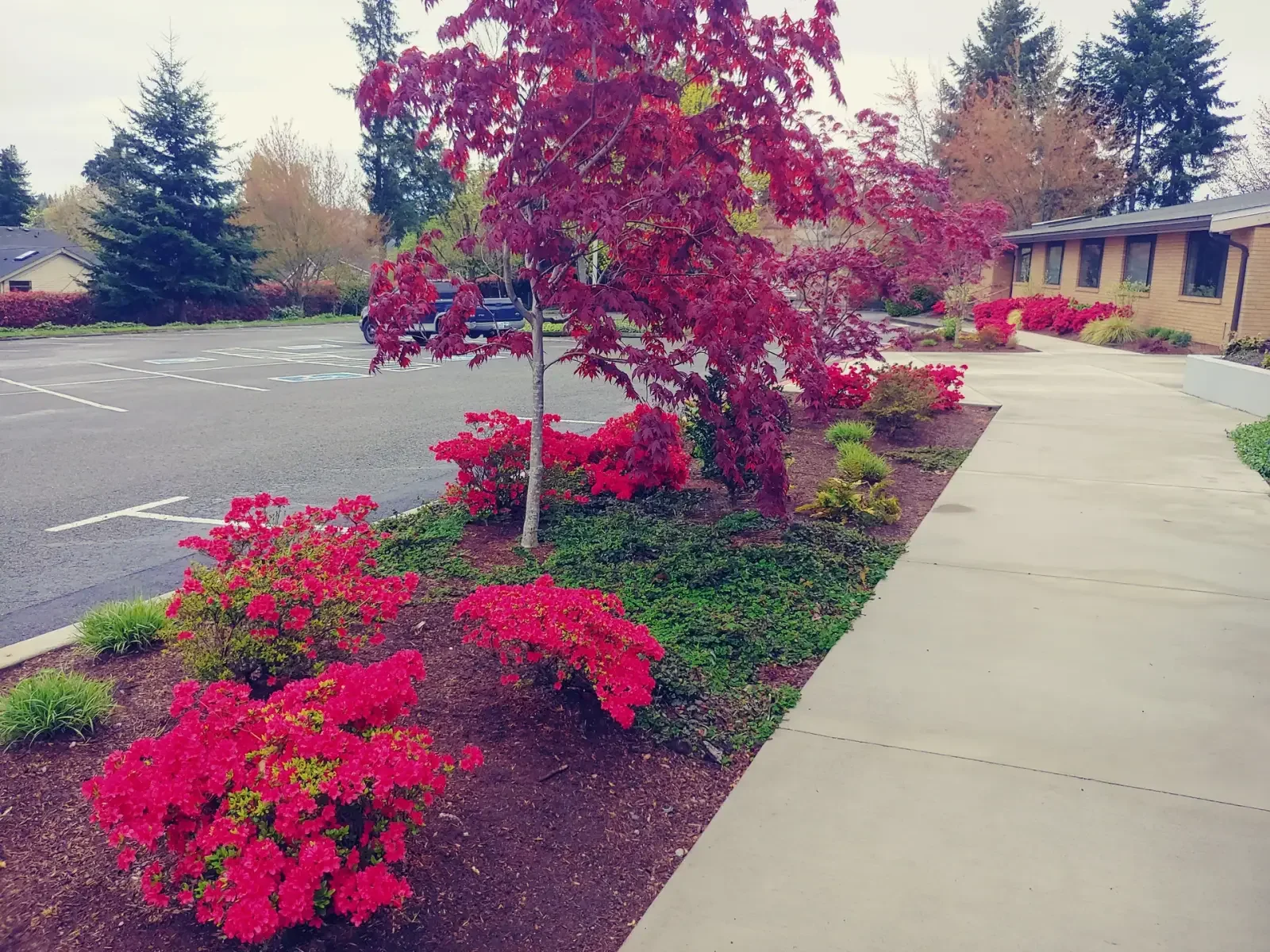 Island planting of red azaleas and a Japanese maple beside a sidewalk