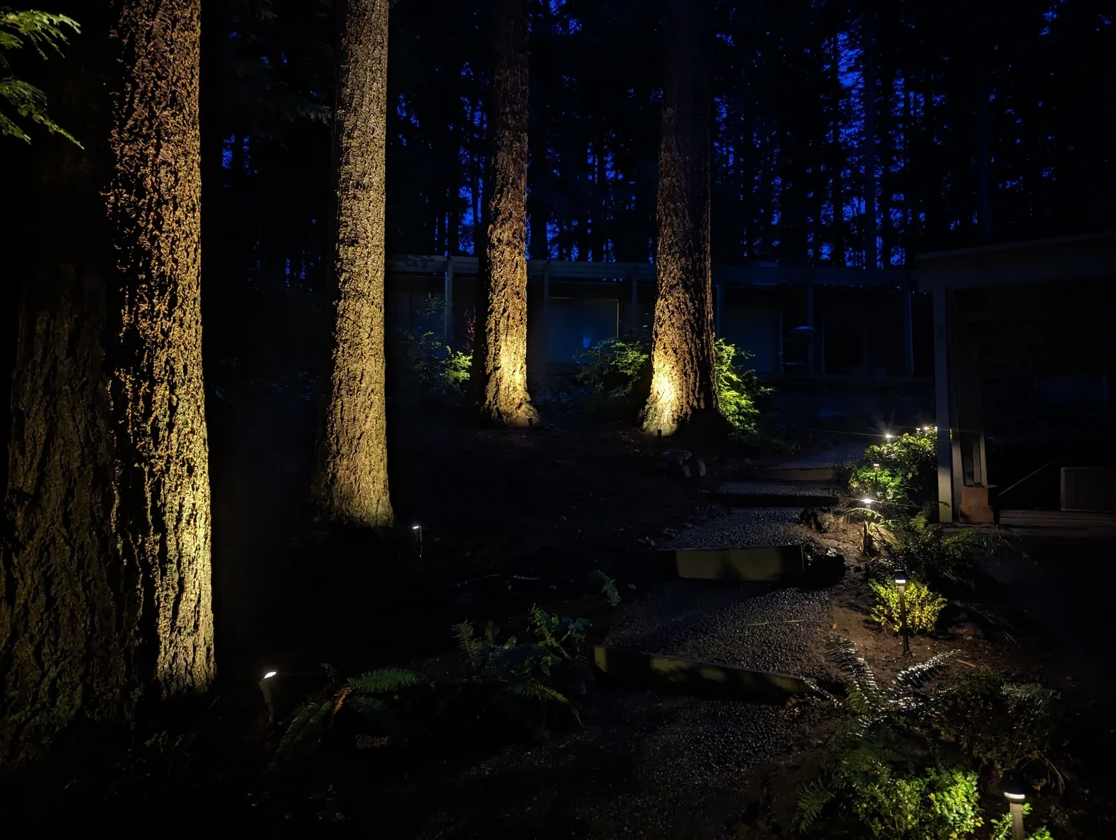 Fir trunks uplit at night along a lit path through a wooded property