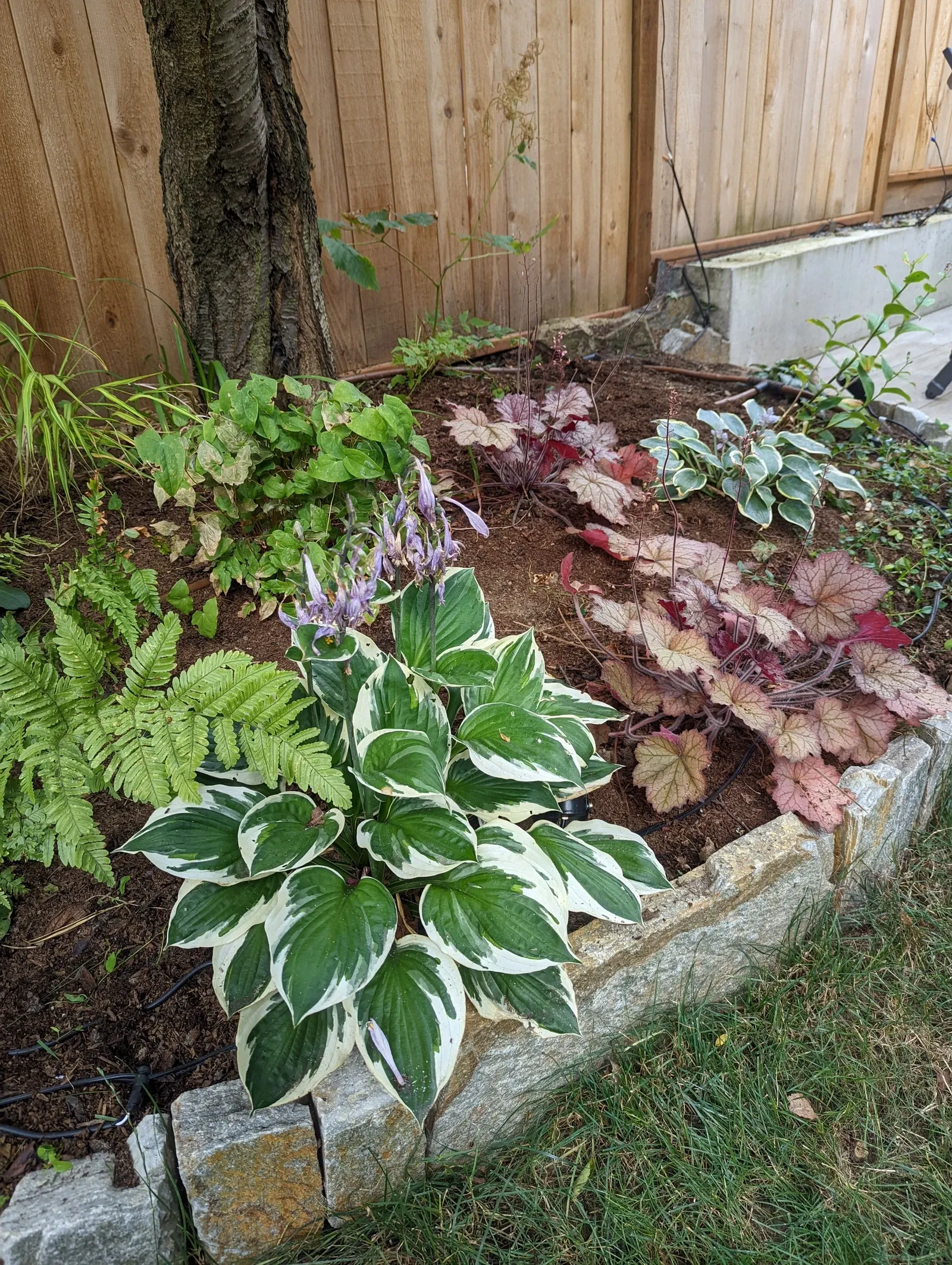 Shade bed of hosta and heuchera behind a low stone edge against a cedar fence