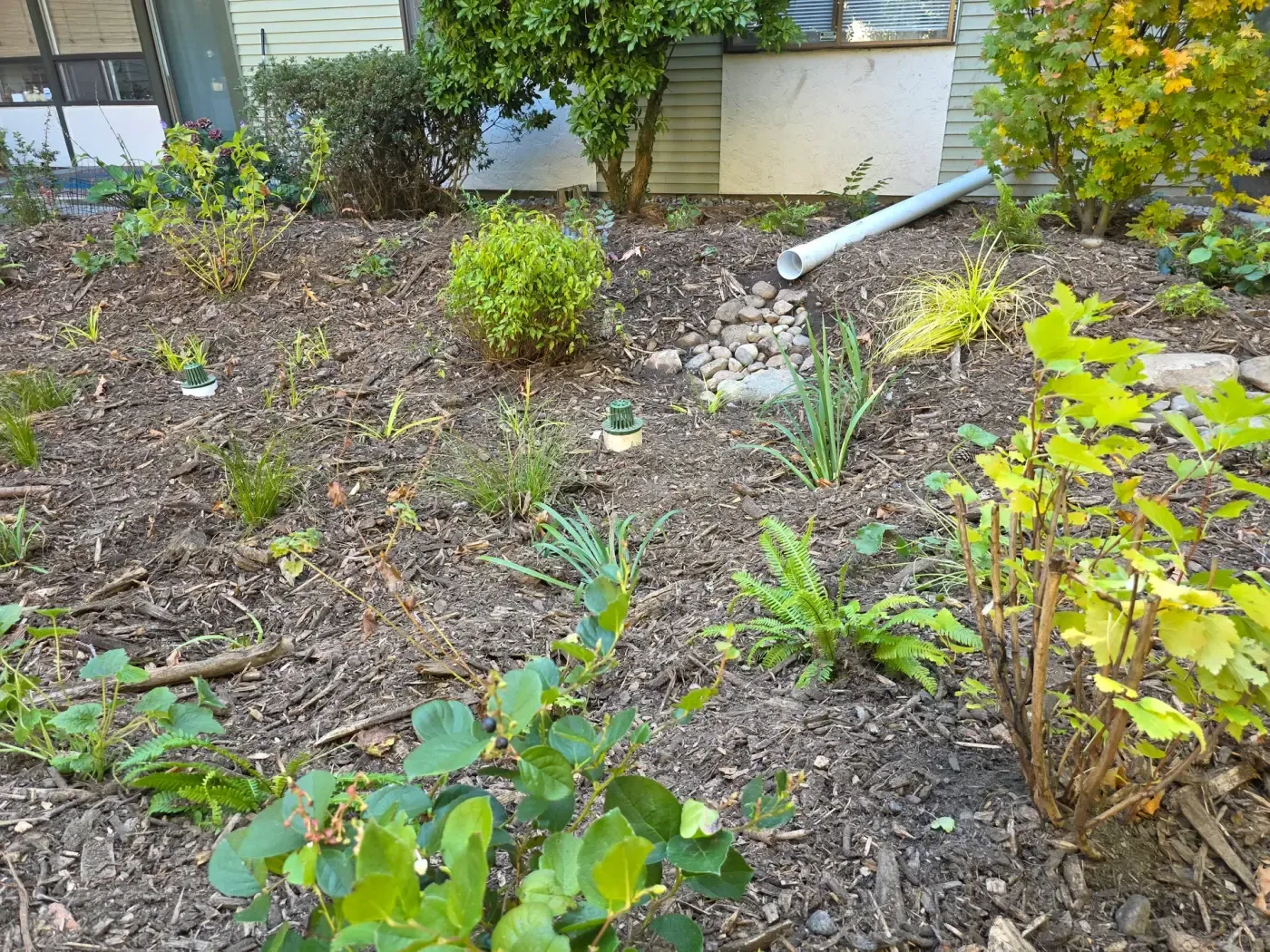Mulched rain garden with a downspout outlet emptying onto river cobbles among ferns and grasses