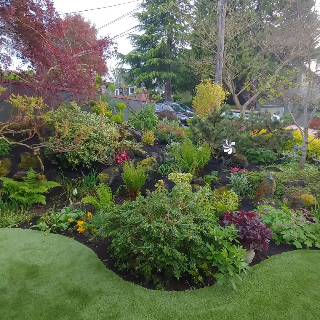 Rain garden of layered shrubs and perennials in a mulched basin beside lawn