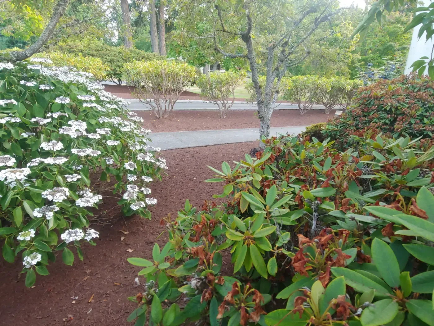 Fresh red bark beds with viburnum and rhododendrons, park path