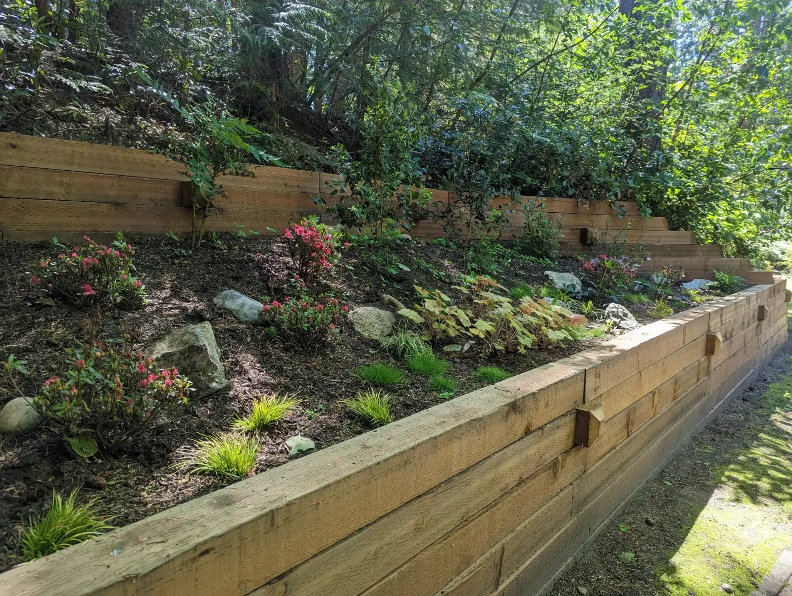 Stepped timber retaining walls terracing a wooded slope with shrubs above