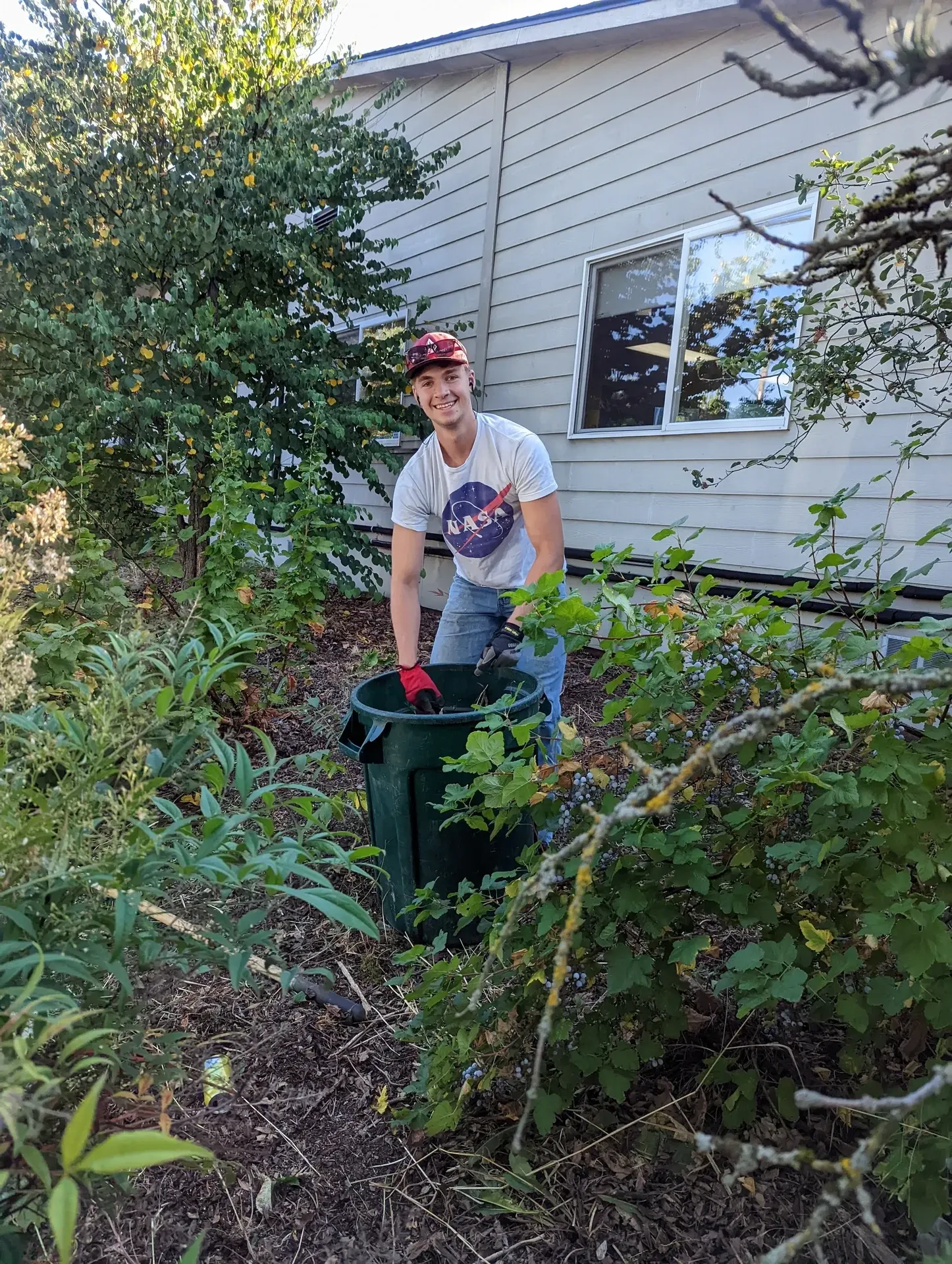 Worker with a yard waste bin cutting back blackberry and overgrown brush